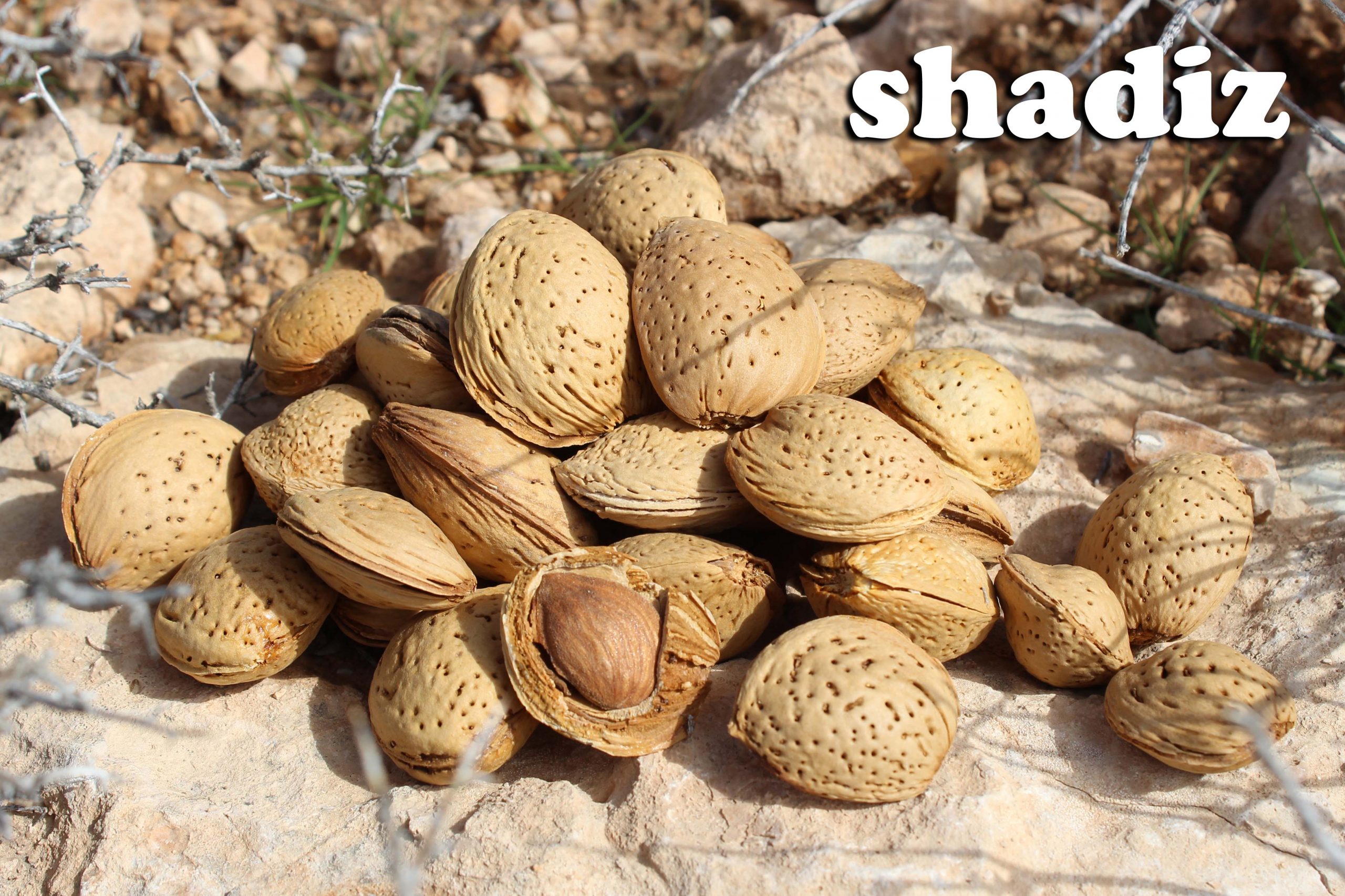 واردات انواع بادام