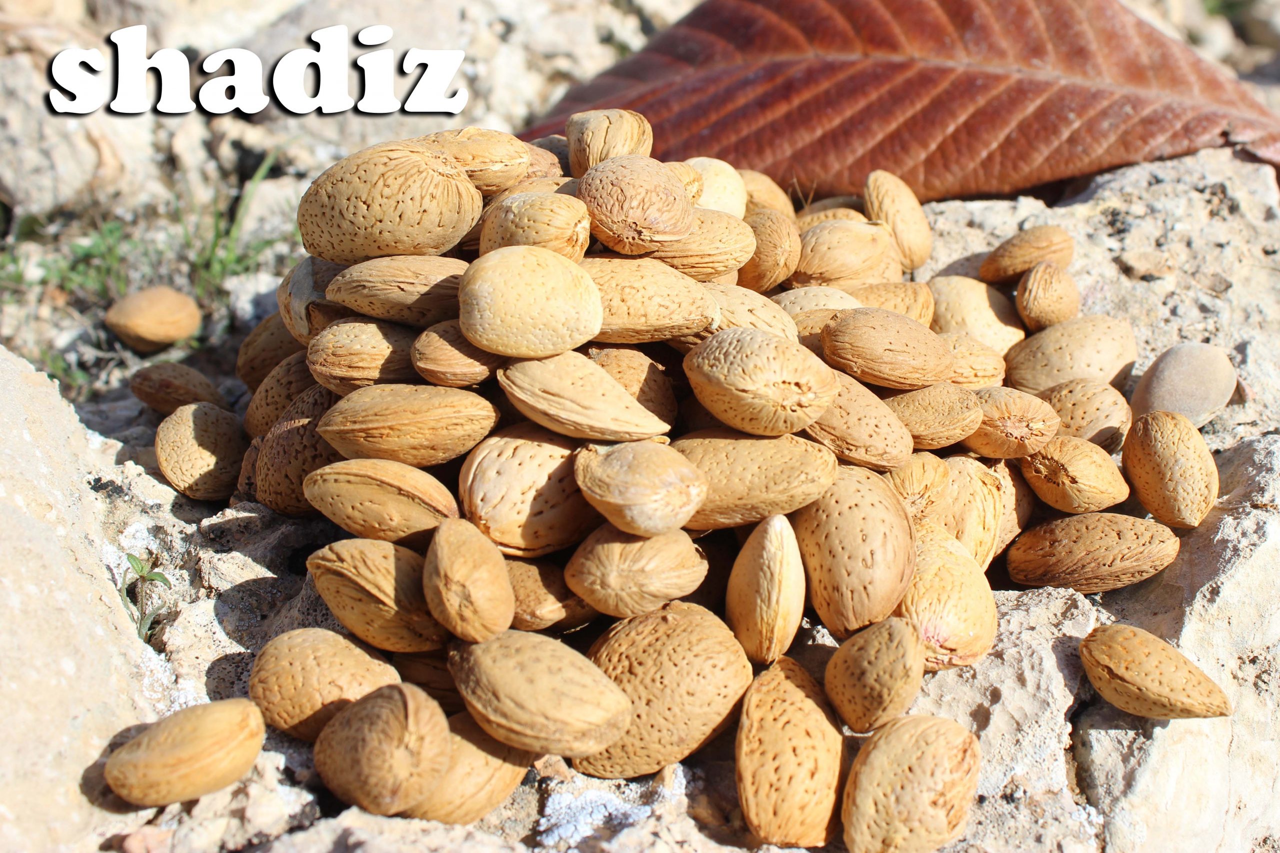 خرید عمده بادام درختی