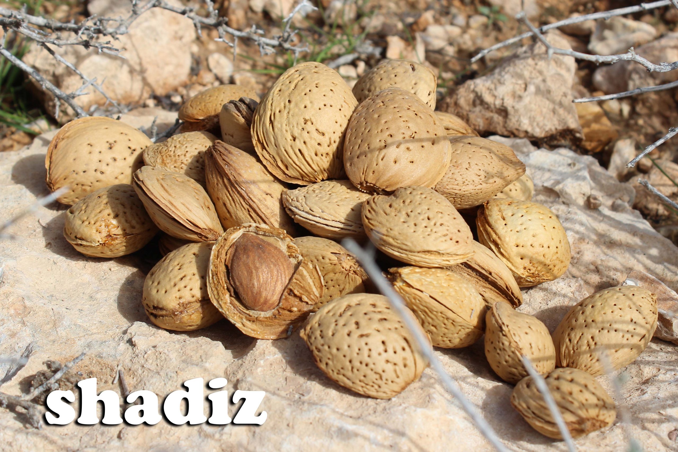 پخش و توزیع بادام مامایی