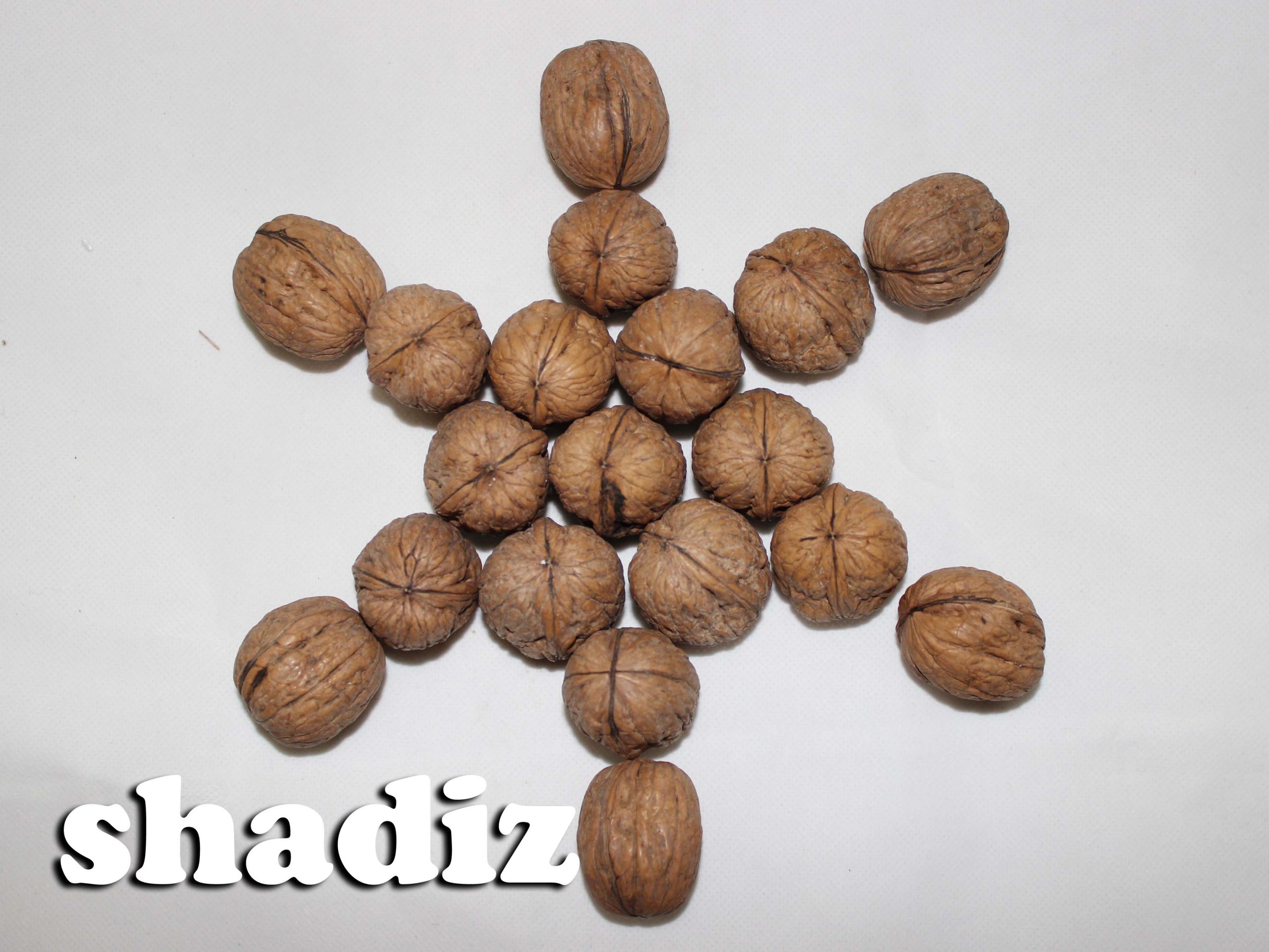 سایت خرید و فروش عمده گردو