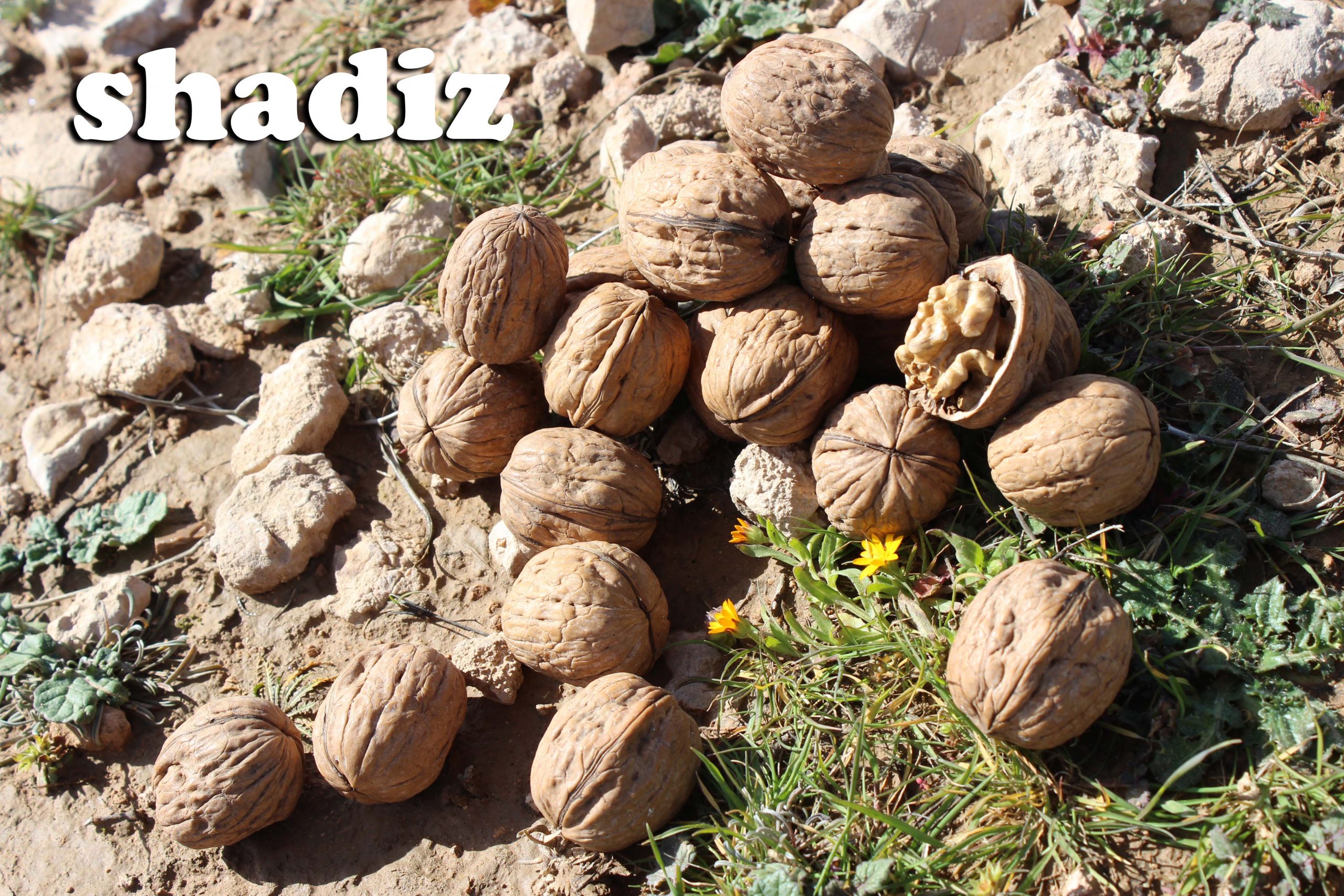 خرید گردو درجه یک