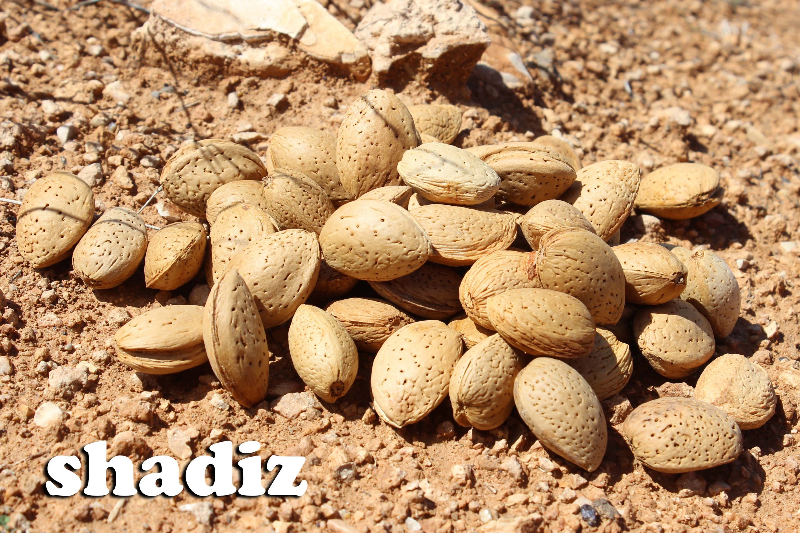 توزیع بادام