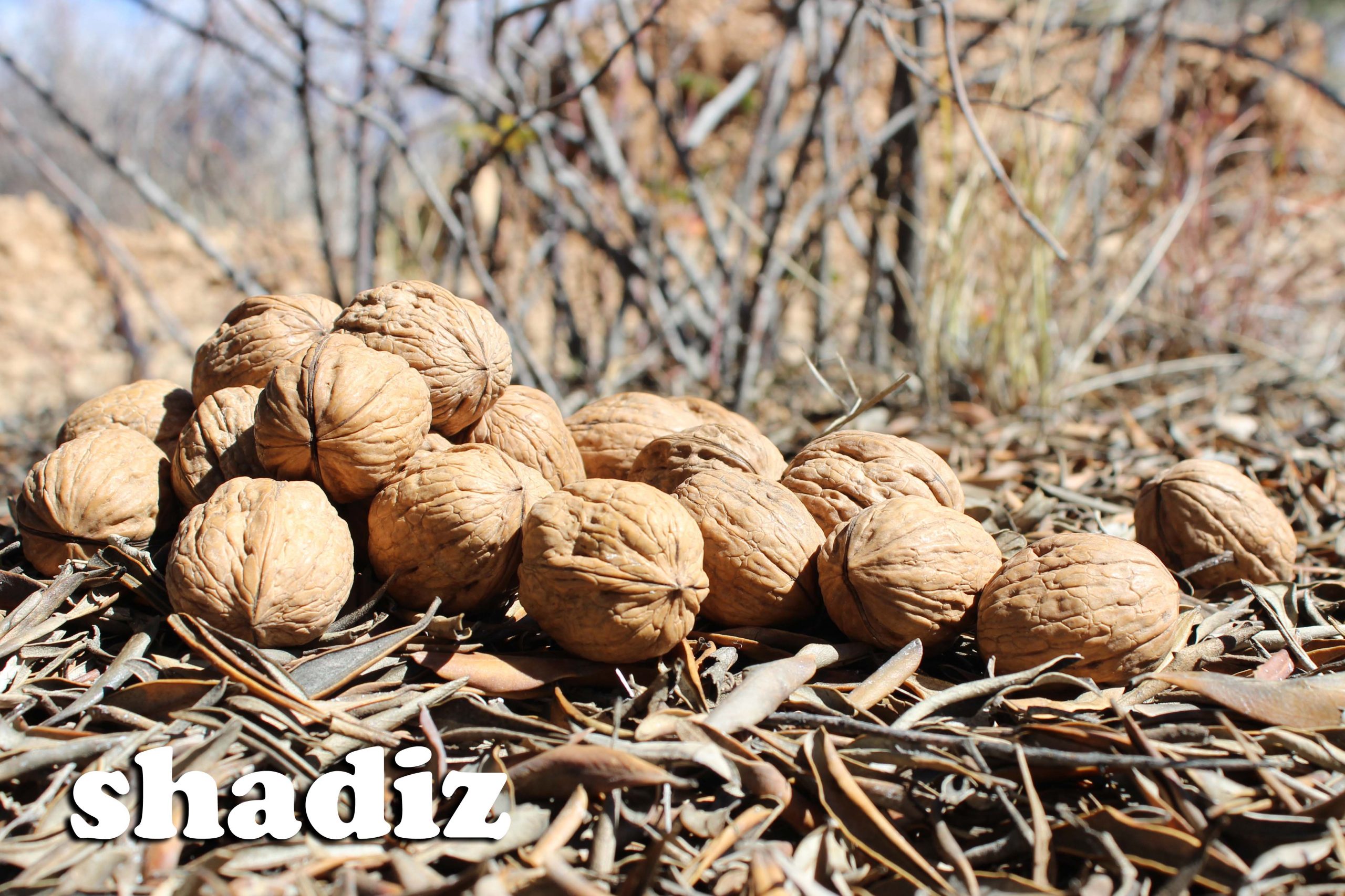 تهیه و توزیع