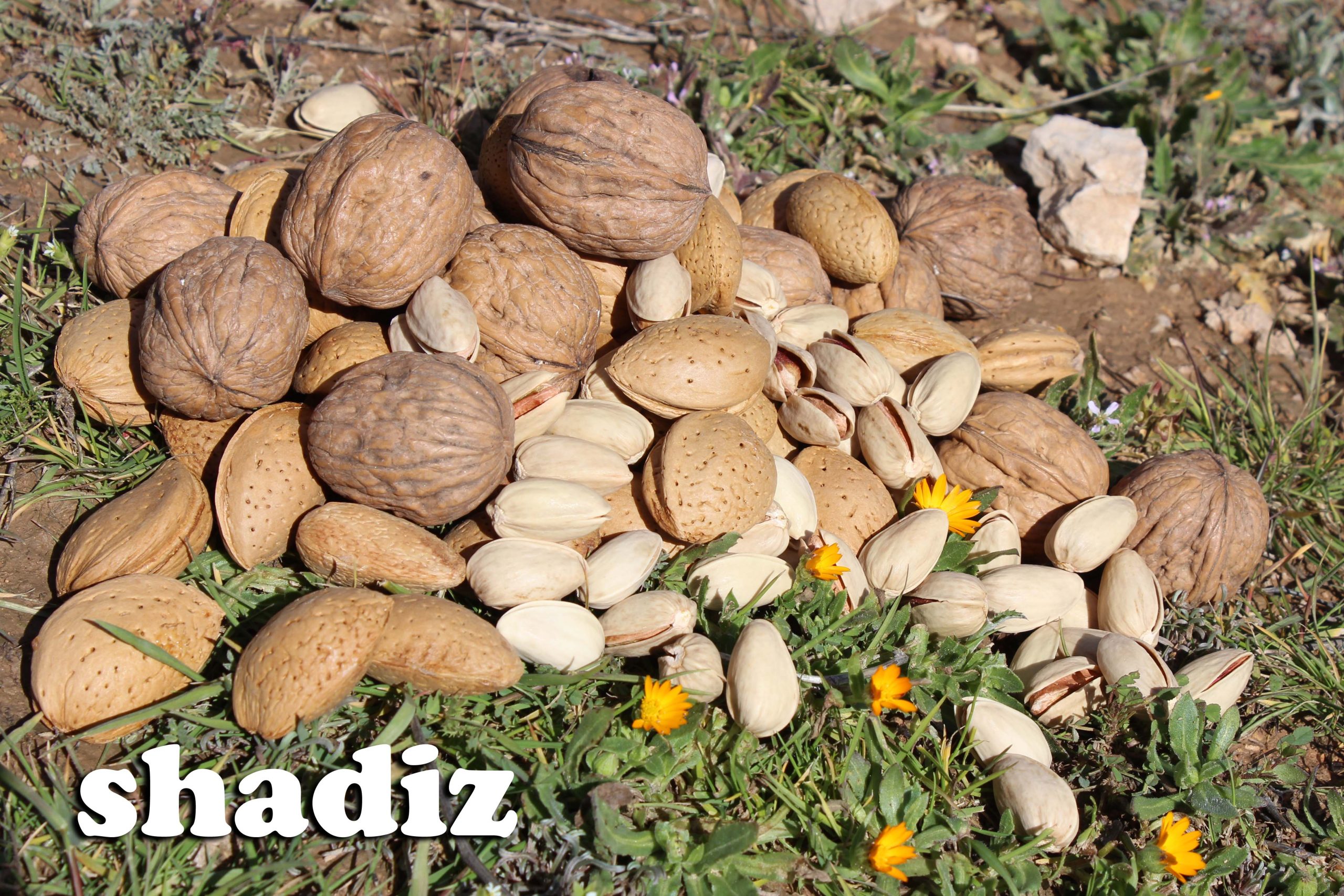 آجیل بو داده