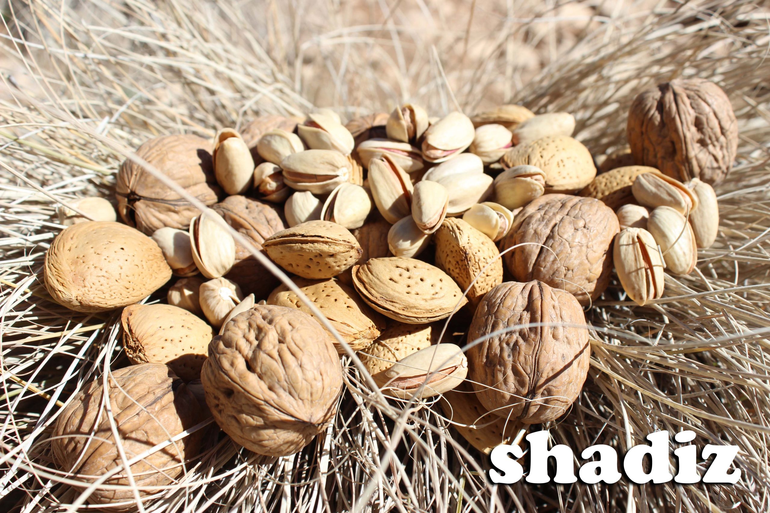 آجیل و خشکبار فروشگاه