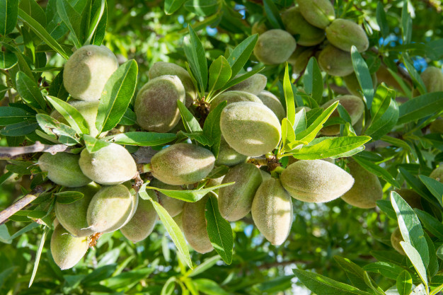 فروش عمده بادام درجه یک