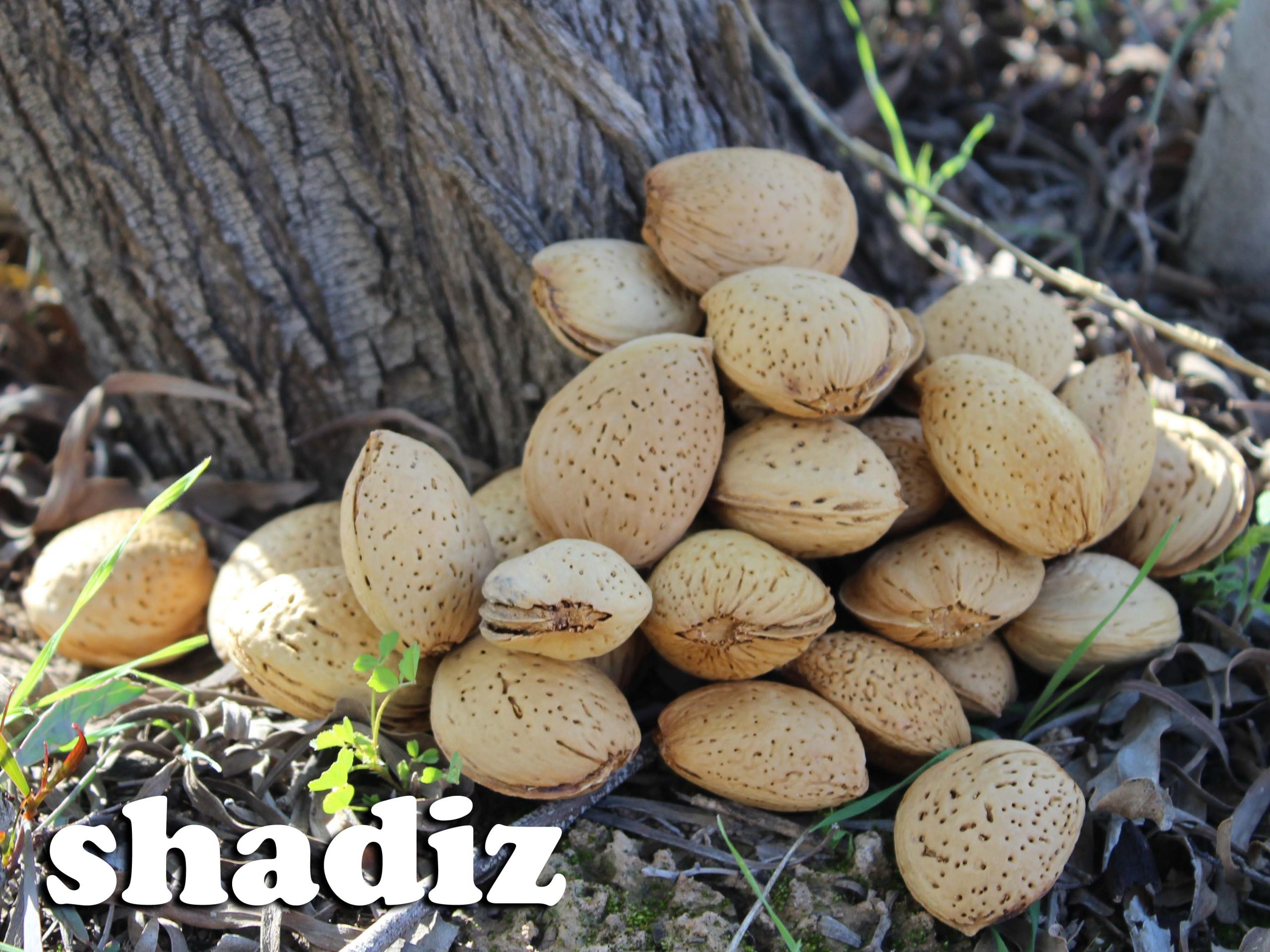 فروش بادام درختی