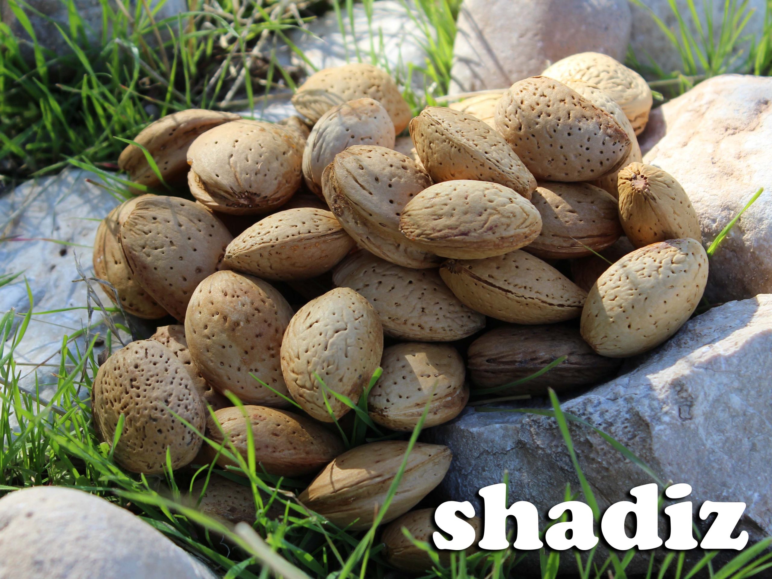 قیمت بادام درختی سنگی مرغوب