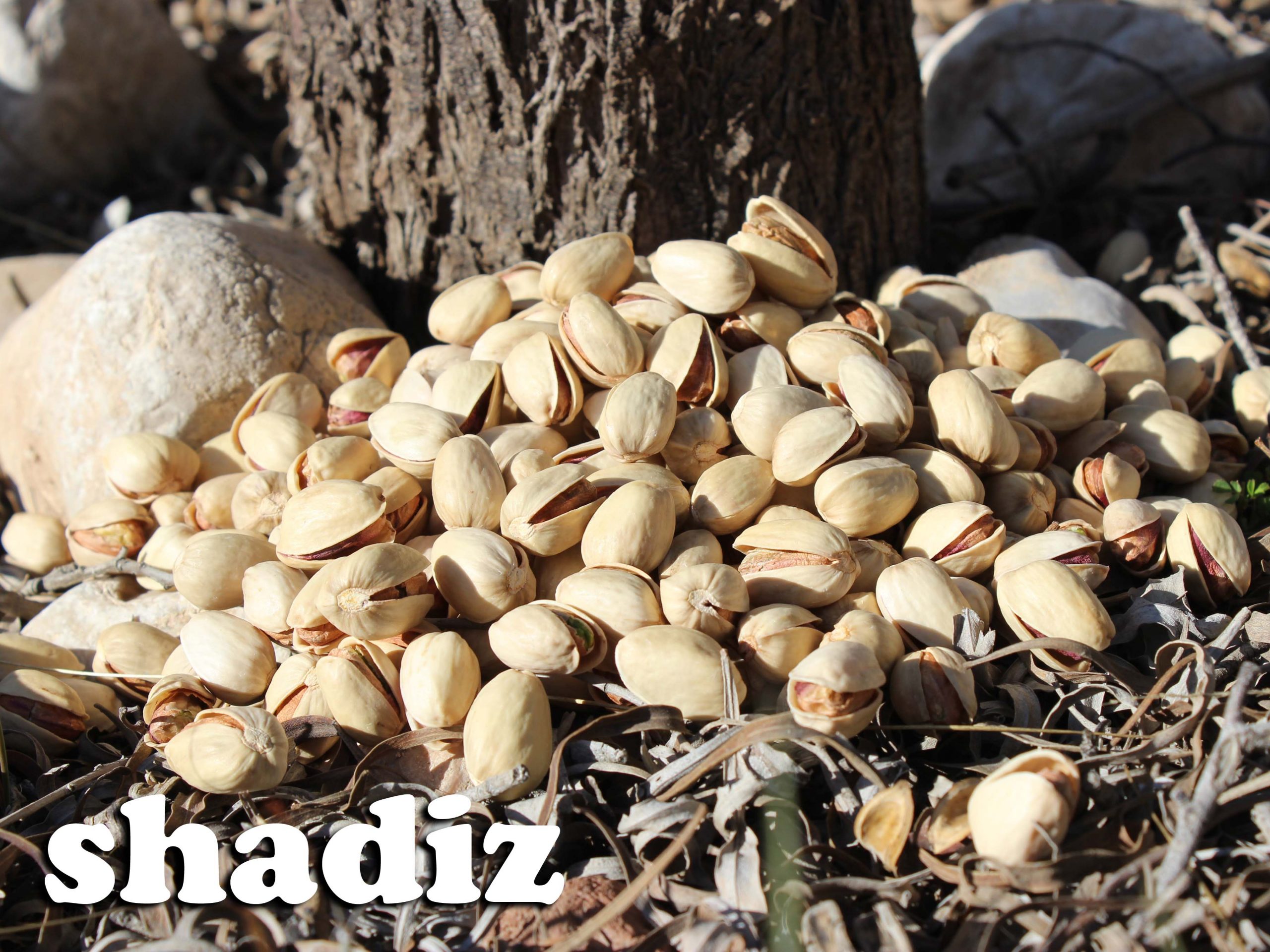 بهترین پسته کله قوچی کرمان