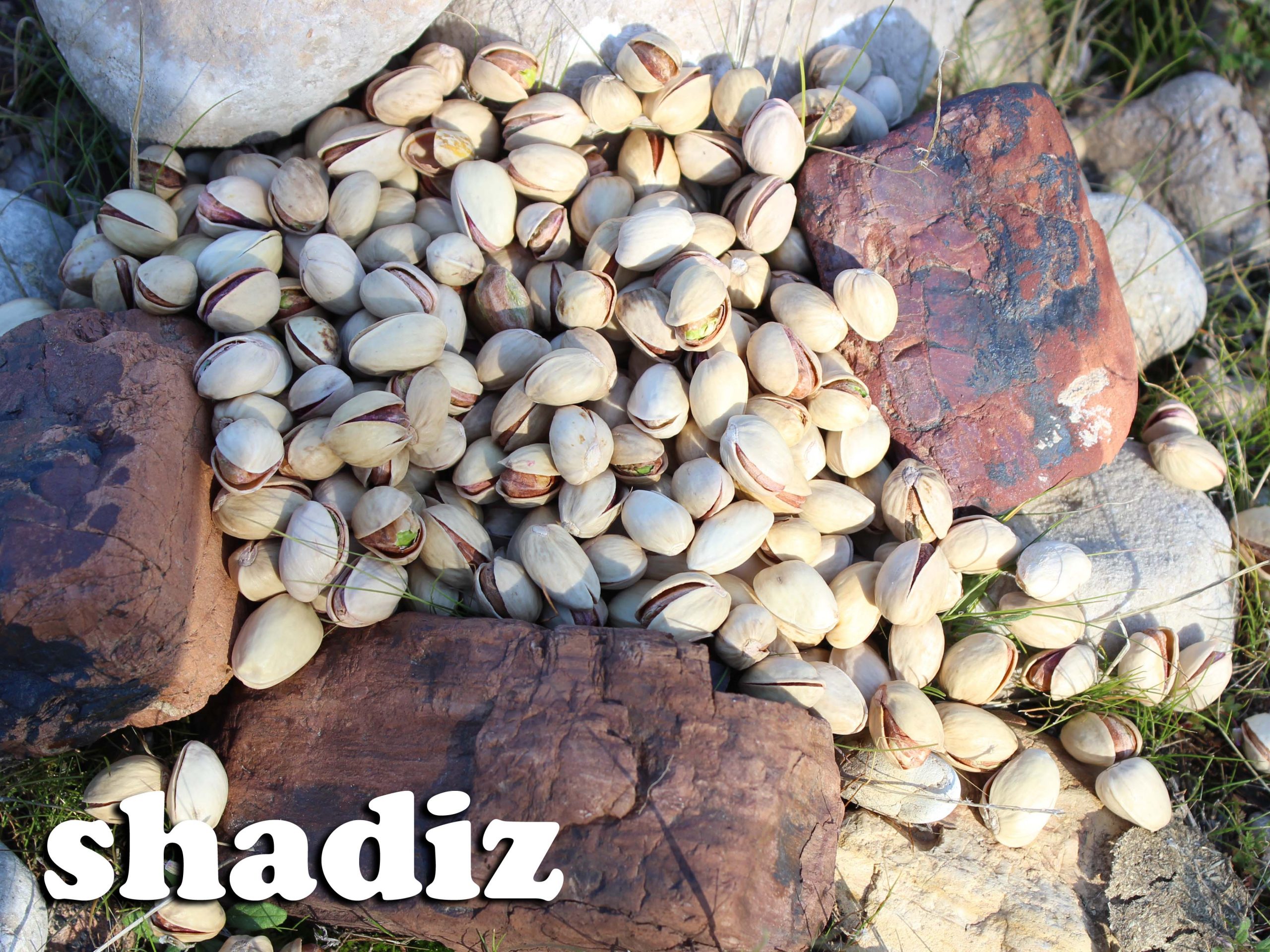 پخش پسته فندقی