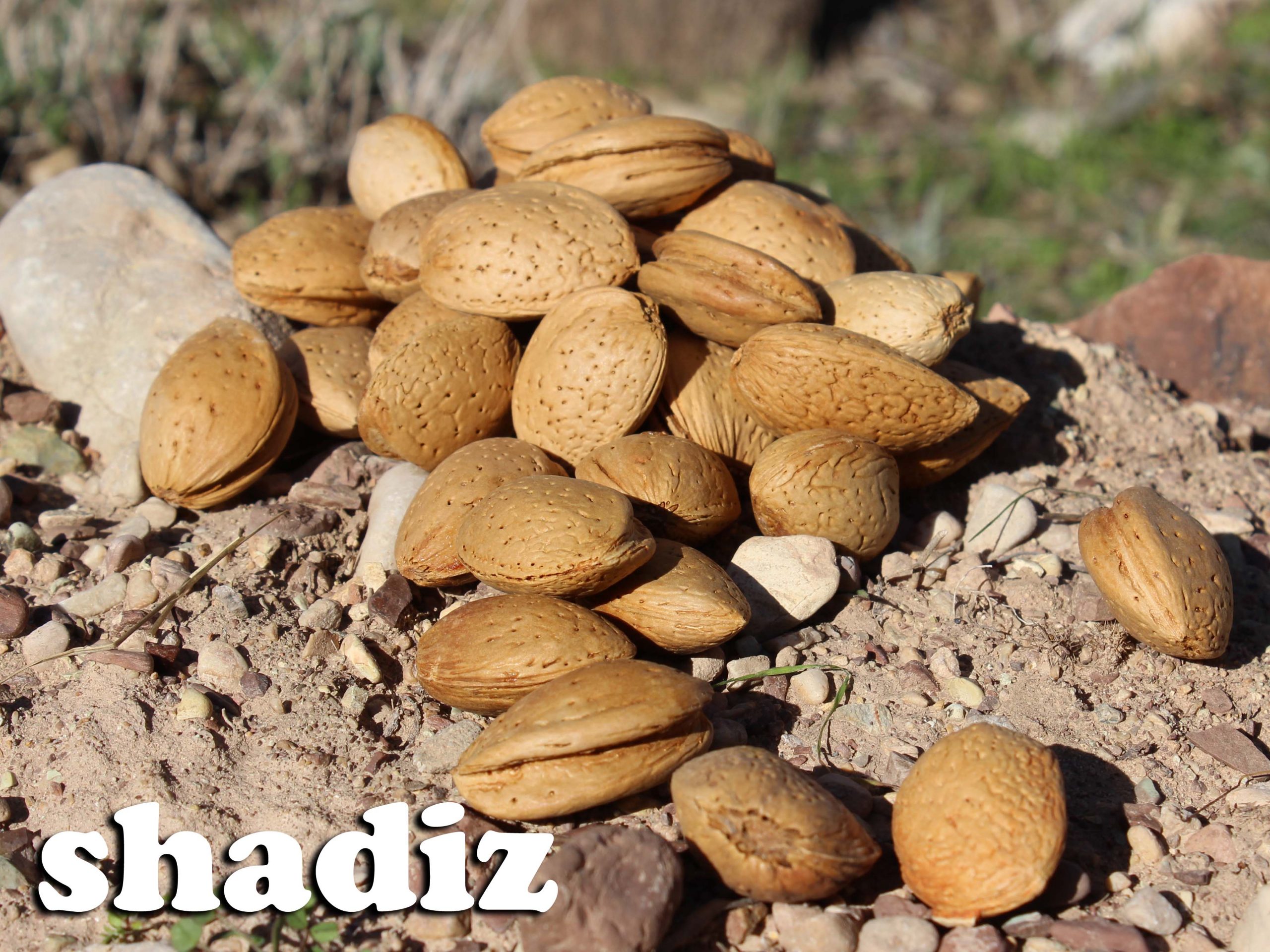 خرید و قیمت بادام سنگی