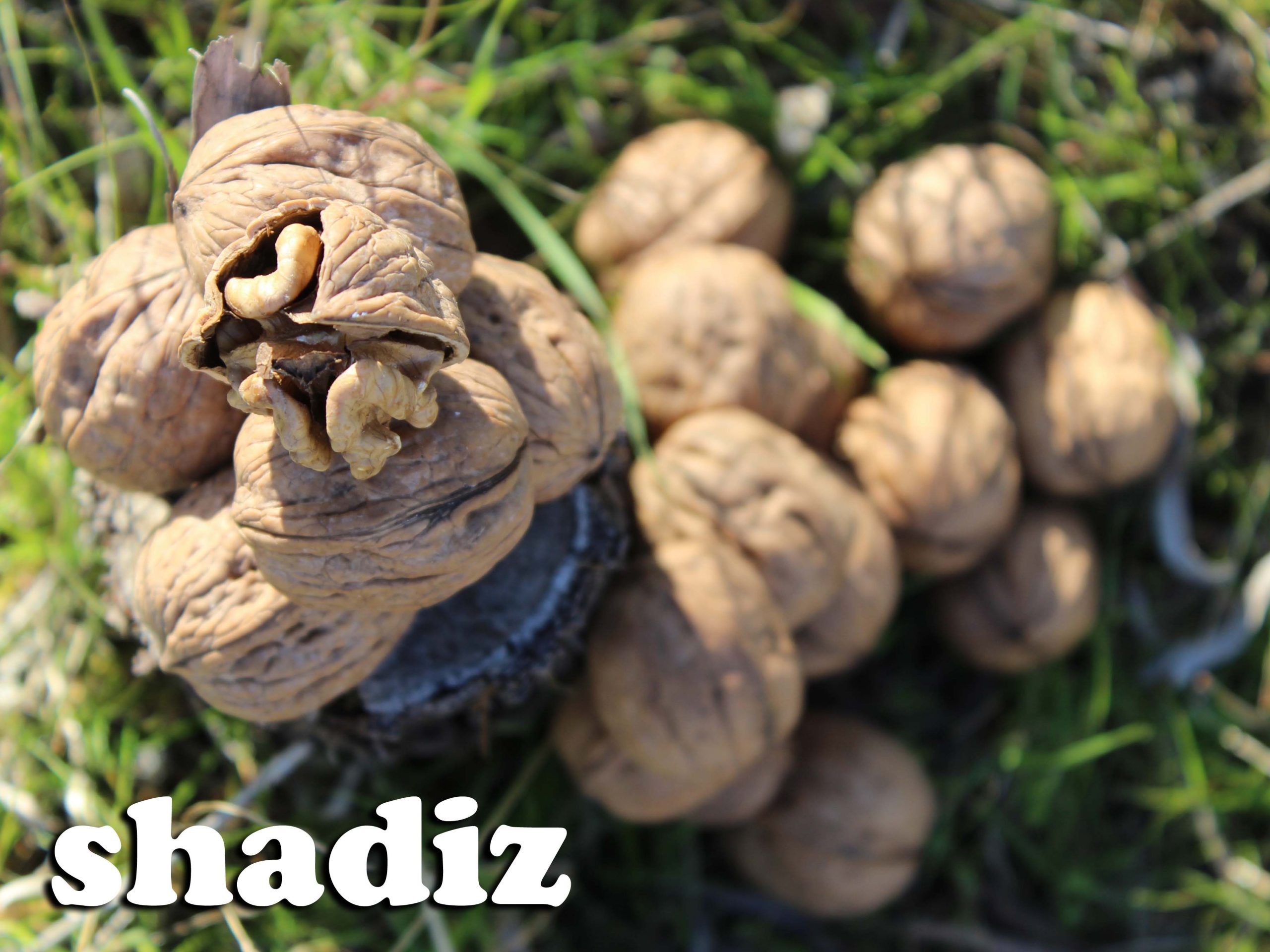 توزیع گردوی خارجی