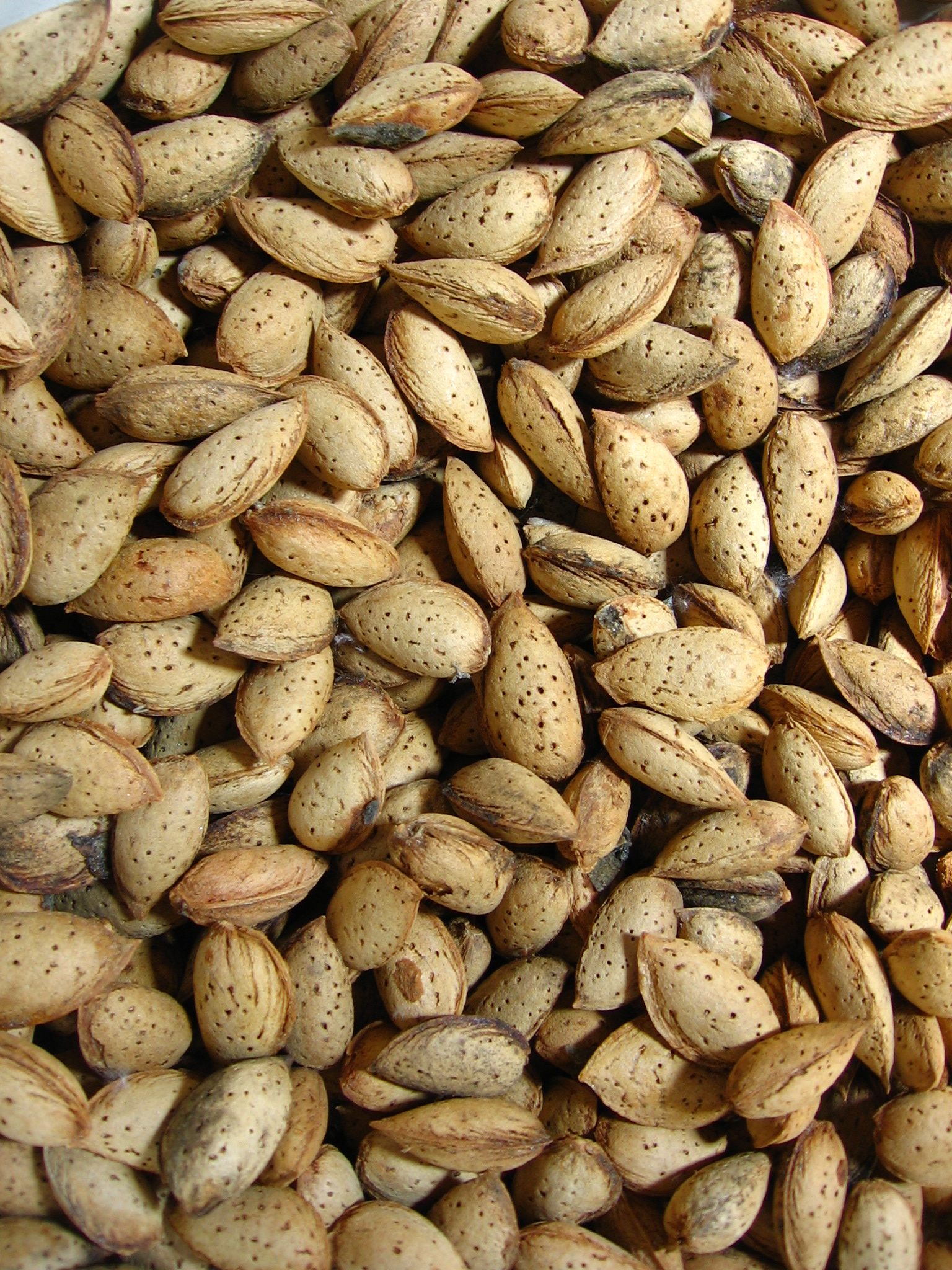 پخش بادام کاغذی