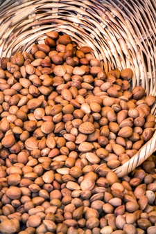 عمده لادام مامایی