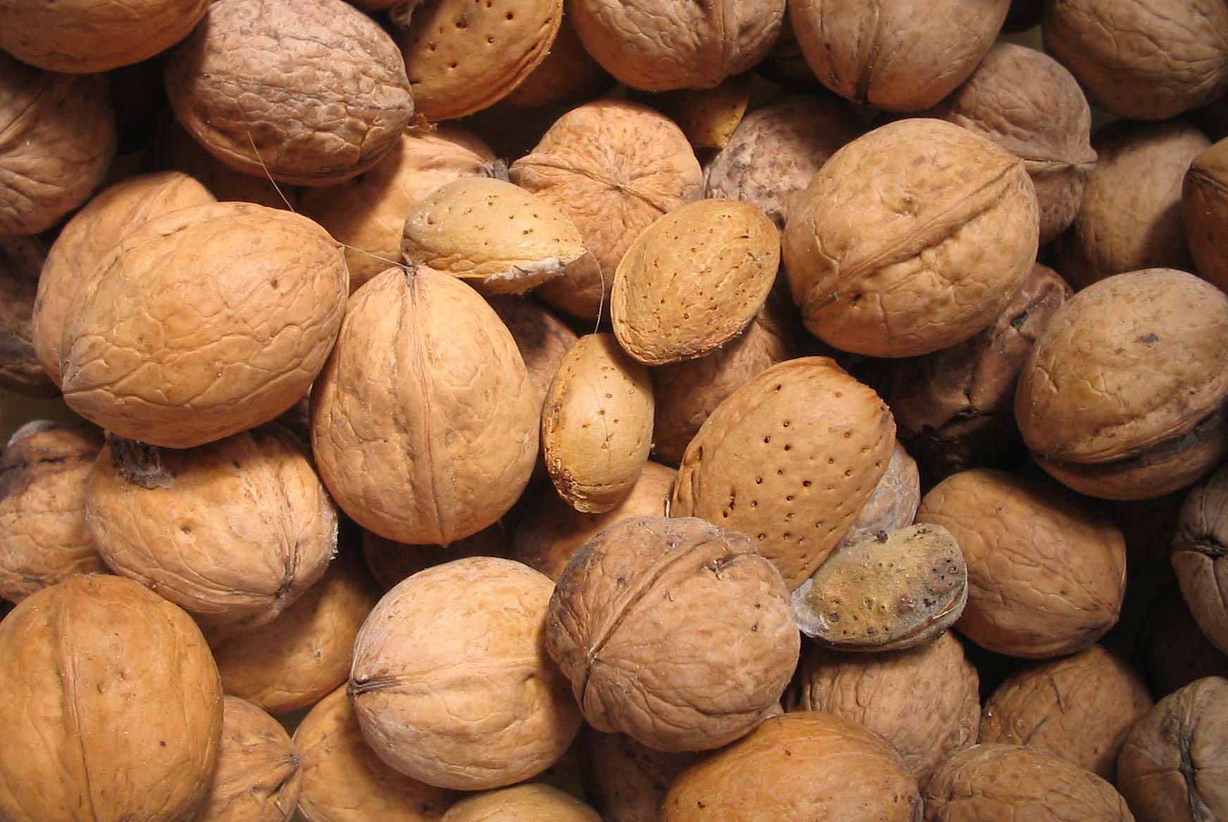 خرید فروش گردو بادام