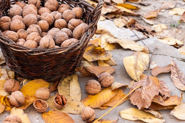 گردو مراغه ای