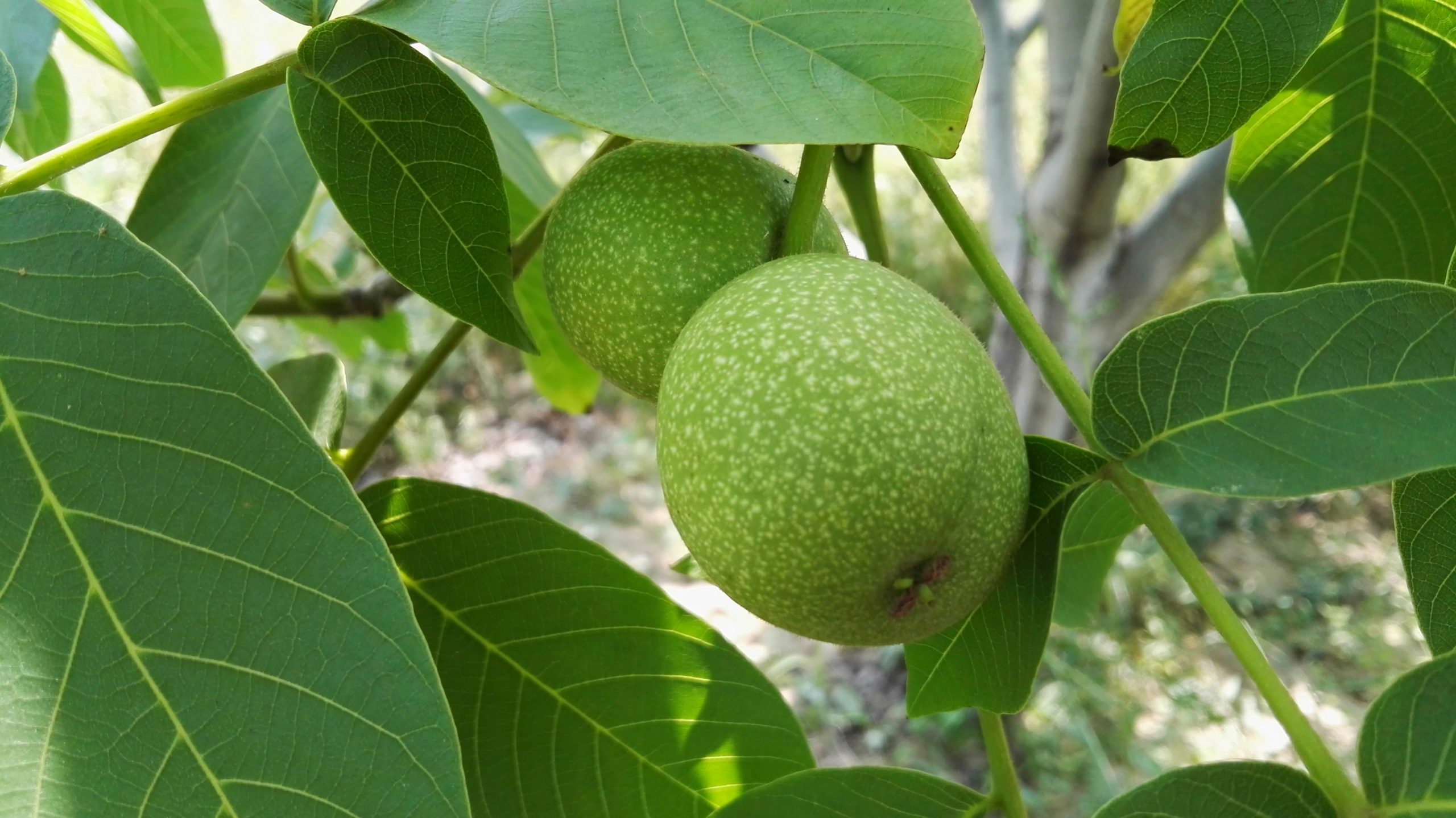 خرید گردو ایرانی