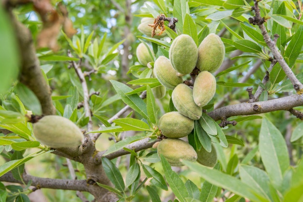 بادام درختی شیرین