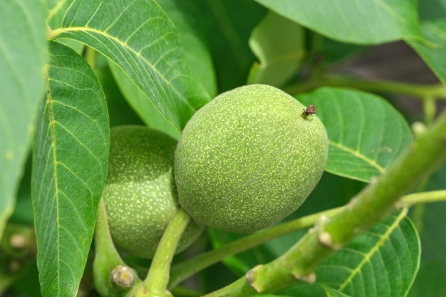 خرید گردو بوانات