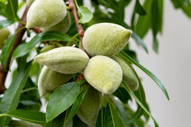 عمده بادام درختی درجه یک
