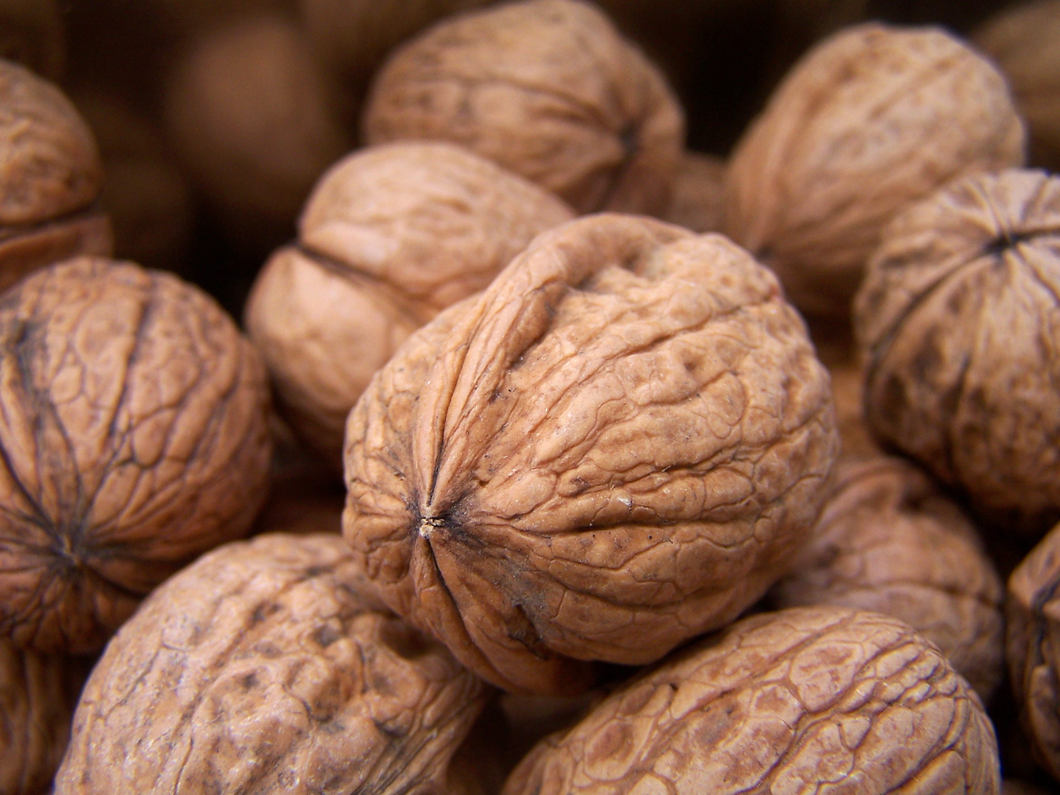 فروش گردو سوزنی و کاغذی