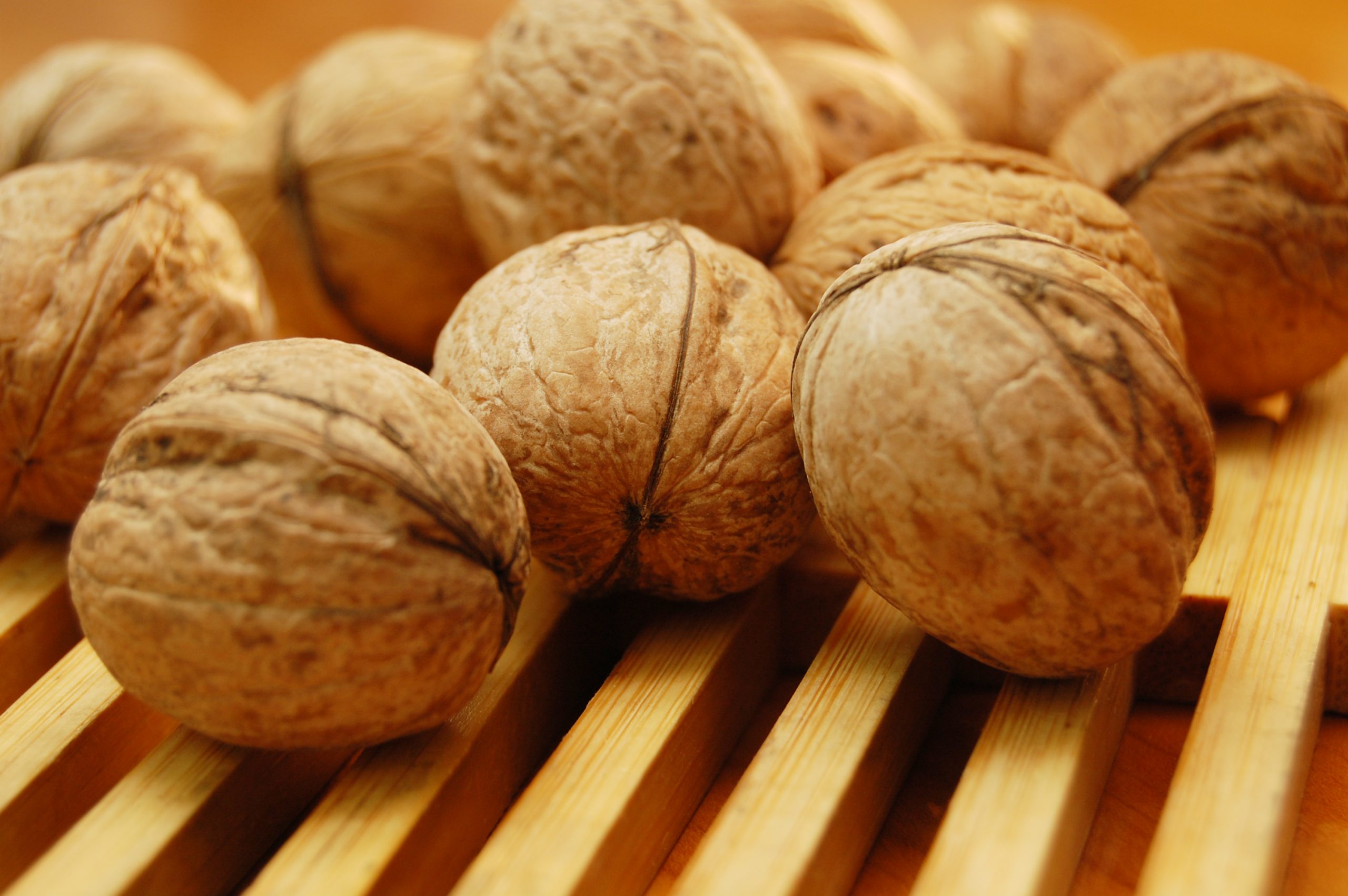 فروش انواع گردو