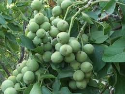 گردو خوشه ای