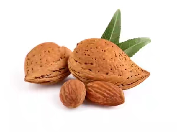 فروش بادام سنگی بدون واسطه