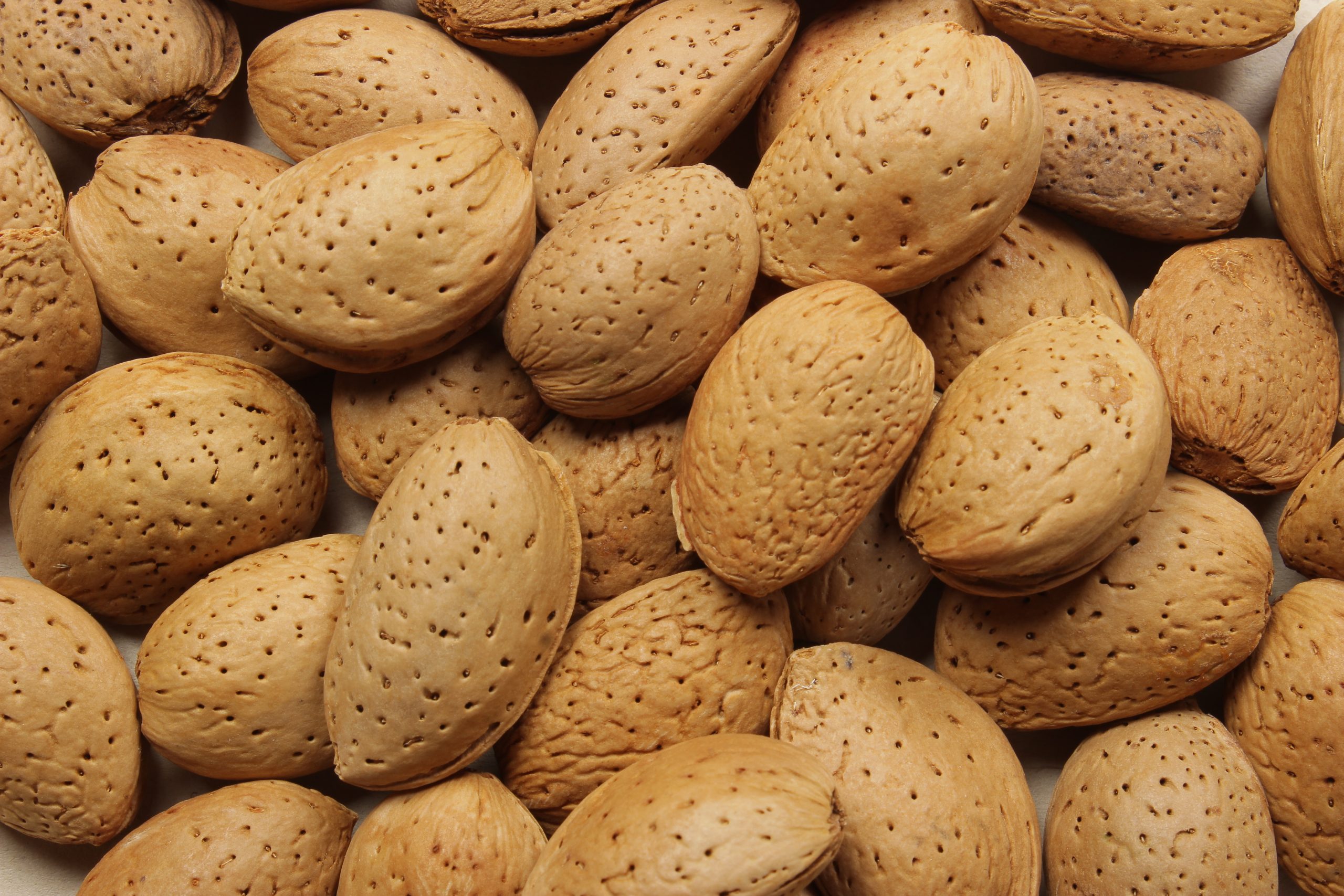 بادام سنگی درجه یک داراب