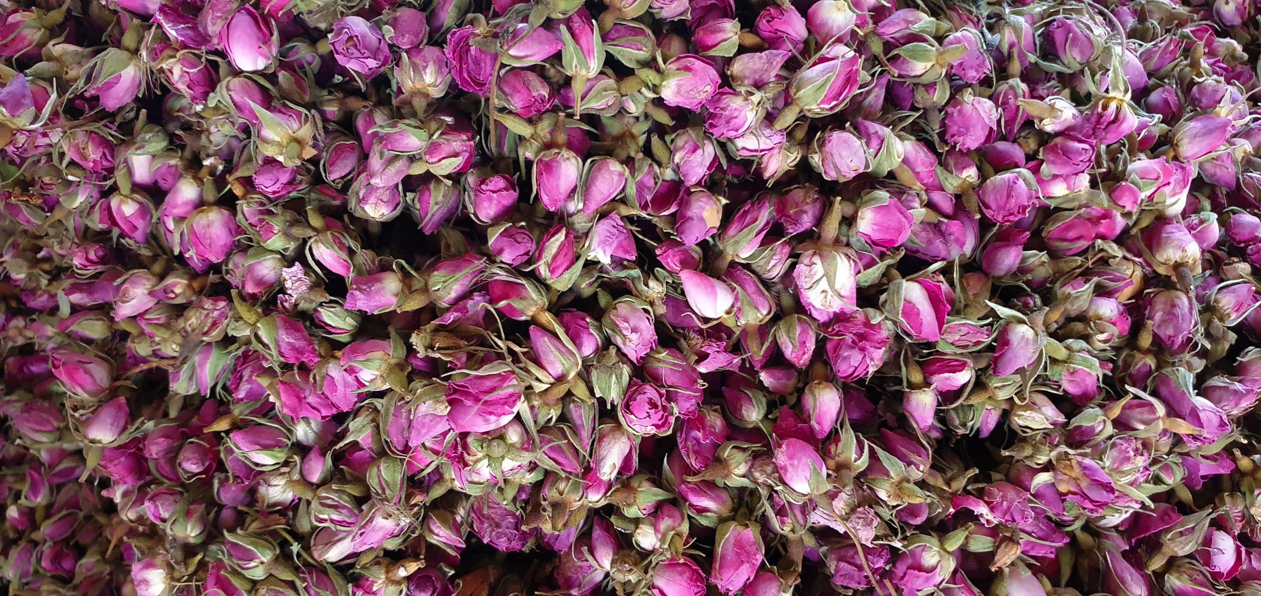 خرید عمده غنچه گل محمدی