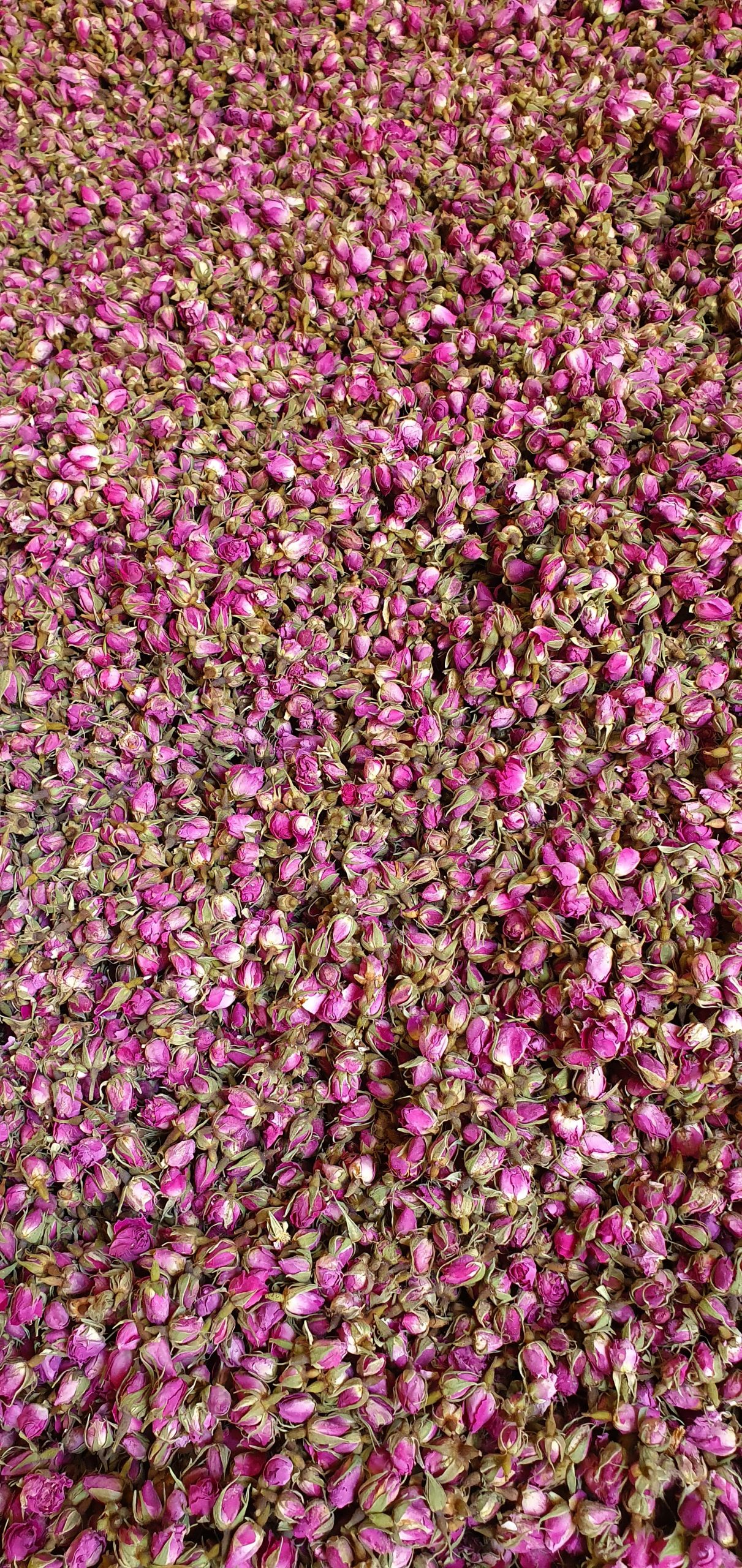 فروش گل محمدی خشک