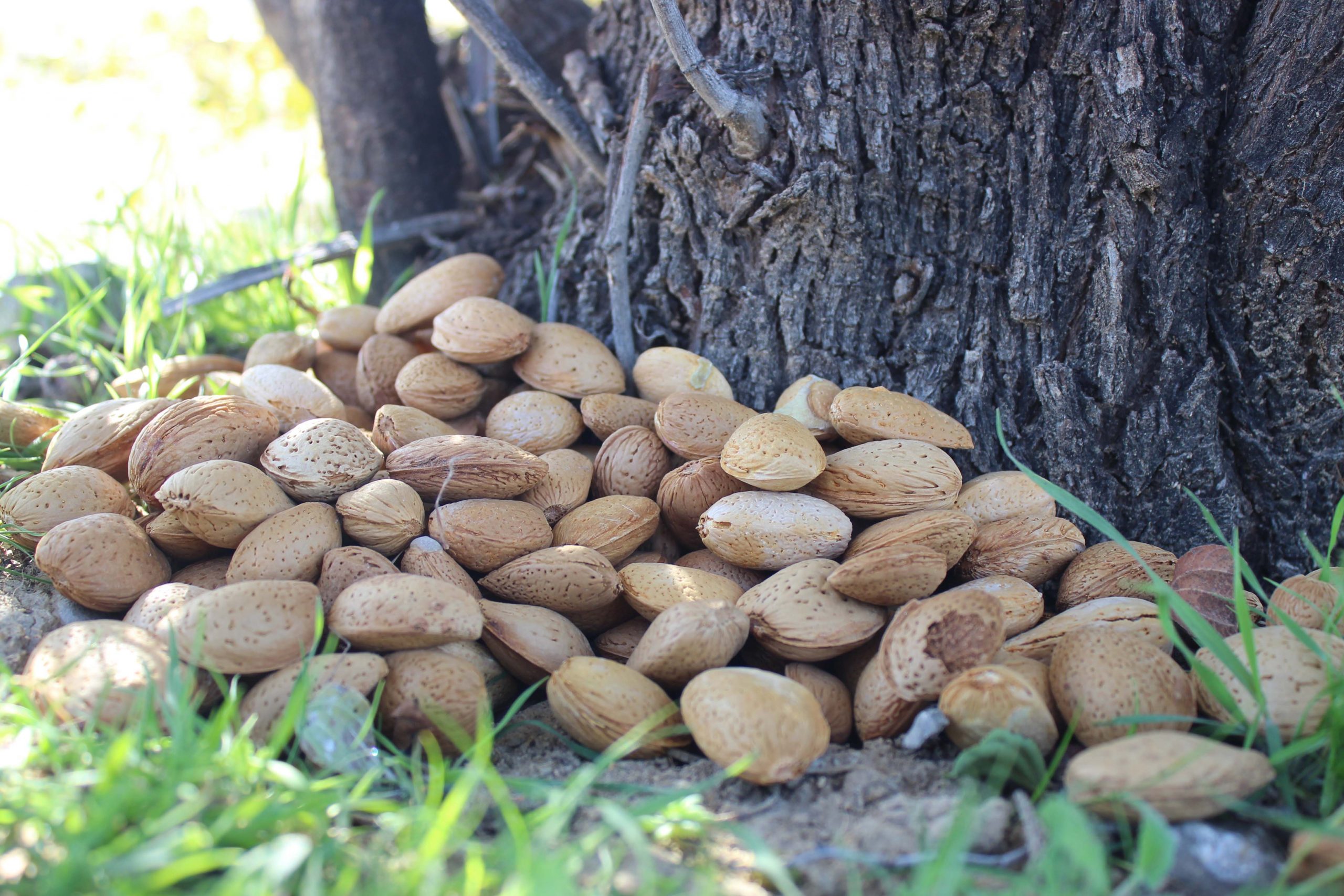فروش بادام سنگی مرغوب ایرانی