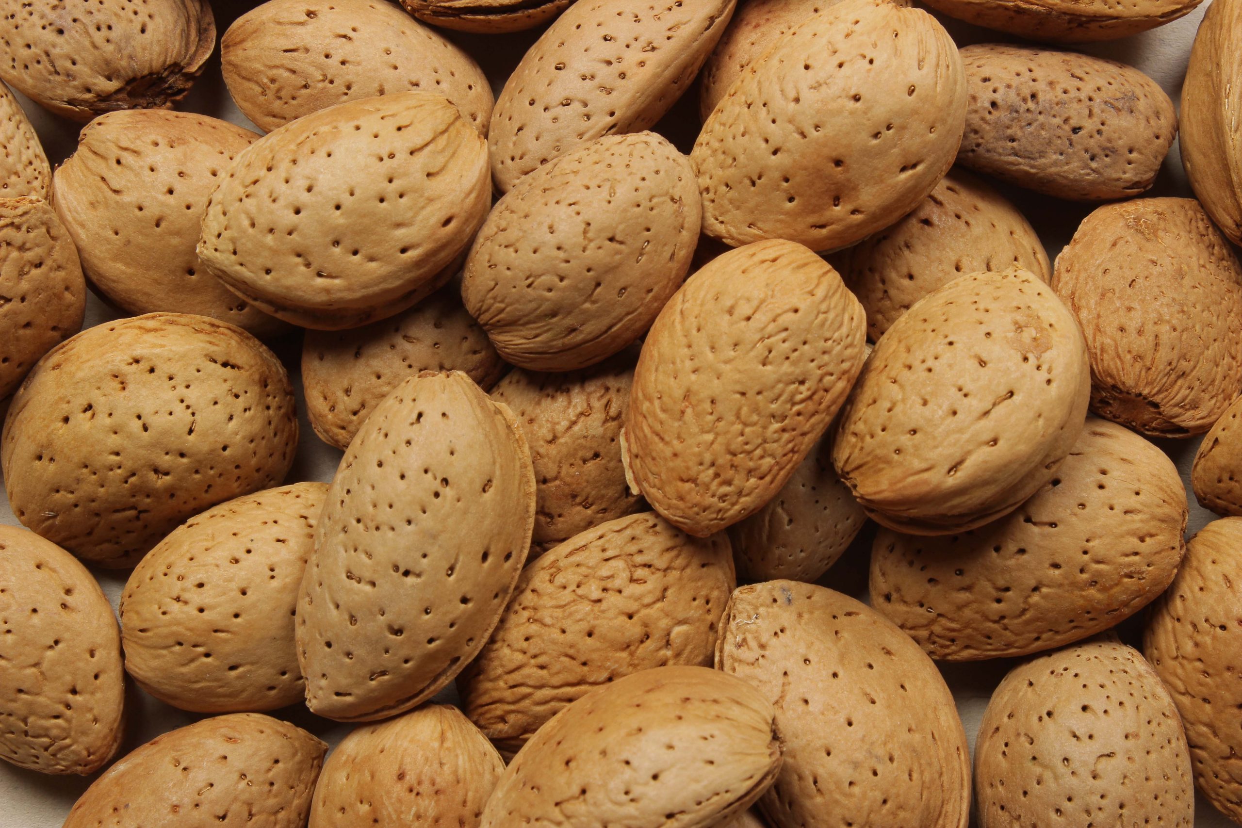 مرکز خرید بادام سنگی فارس