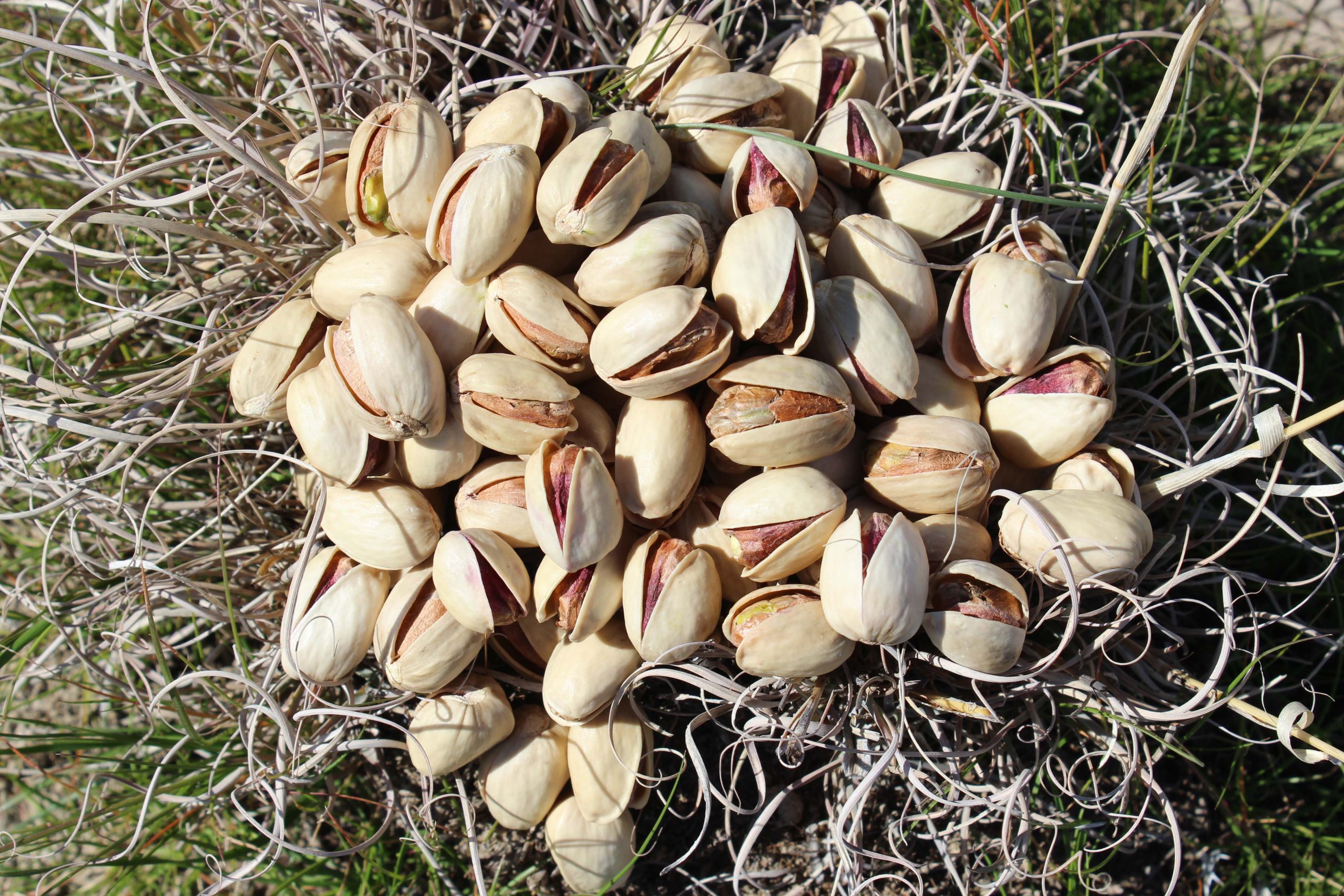 فروش پسته کله قوچی صادراتی
