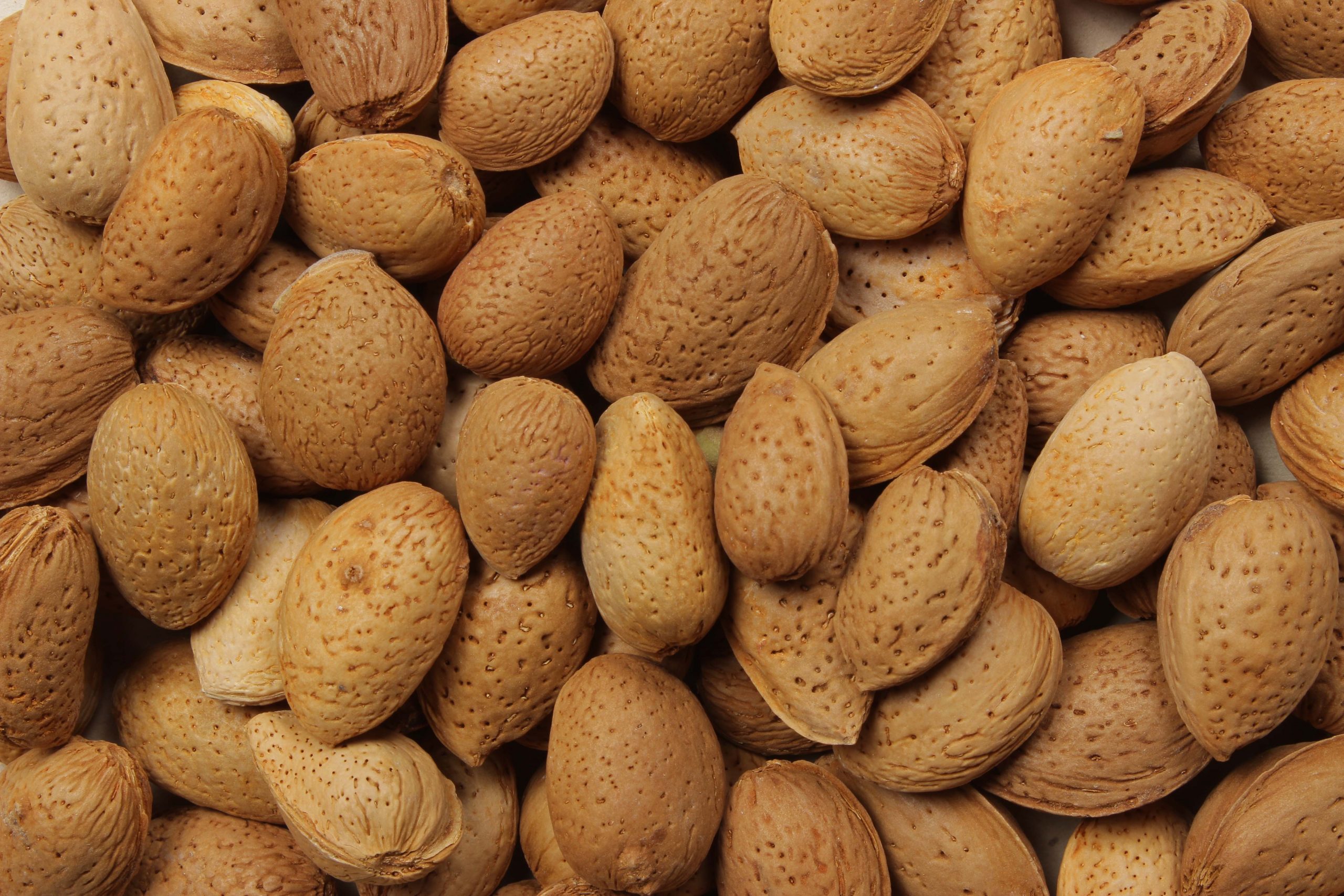 پخش عمده بادام درختی سنگی