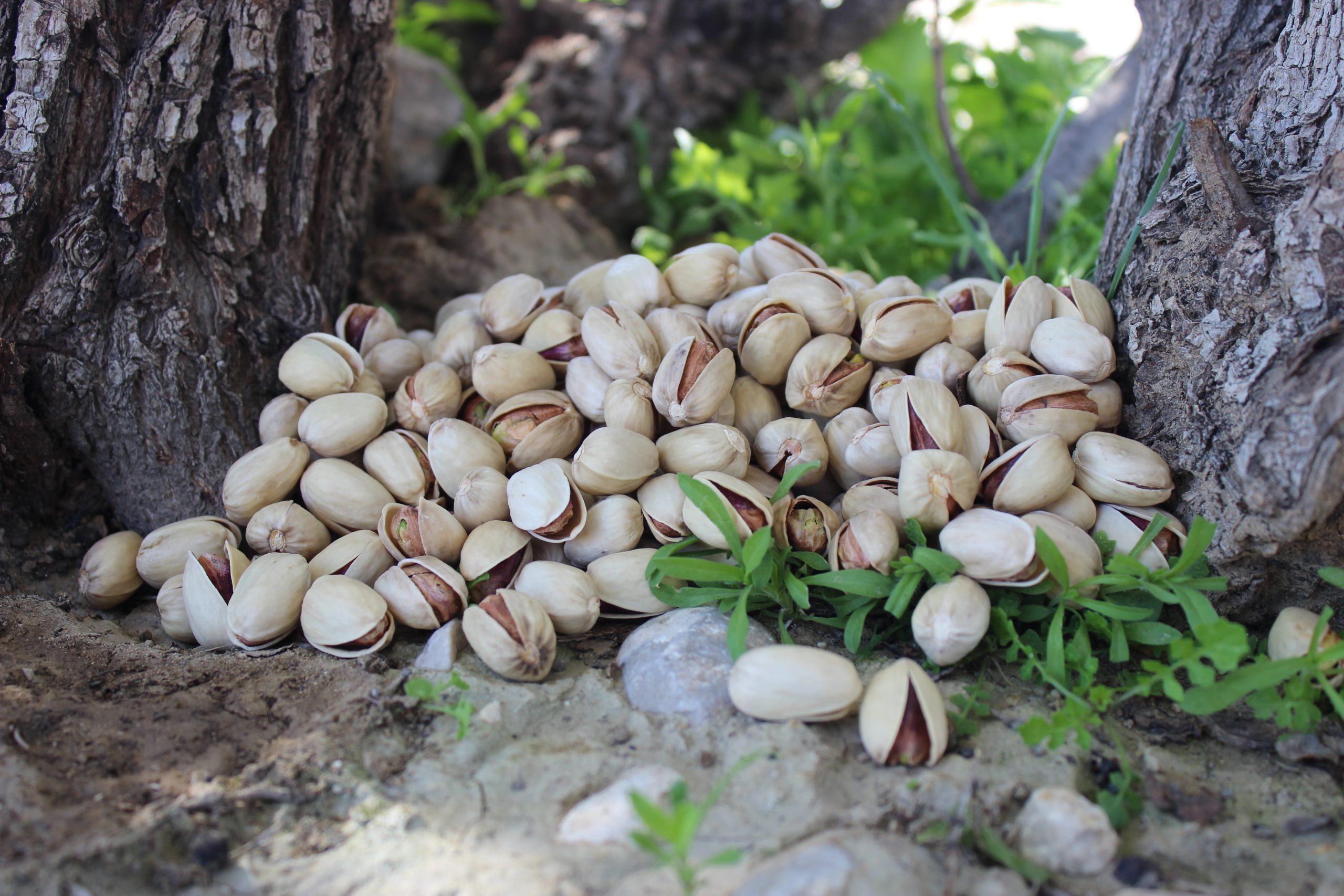 پسته کله قوچی ممتاز صادراتی