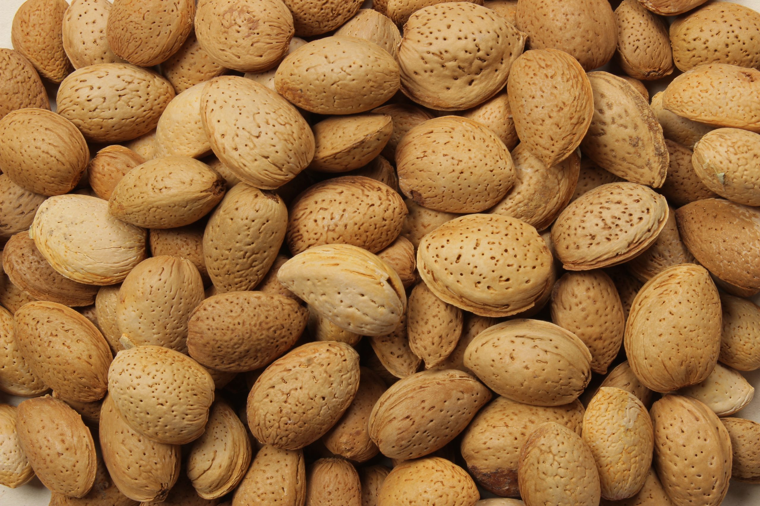 خرید بادام سنگی شیراز