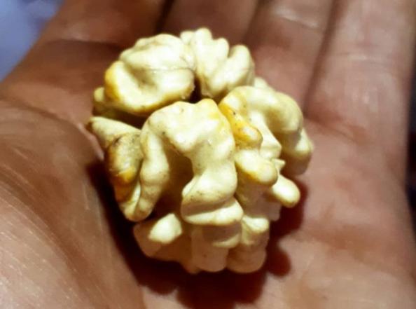 خرید عمده مغز گردو تویسرکان