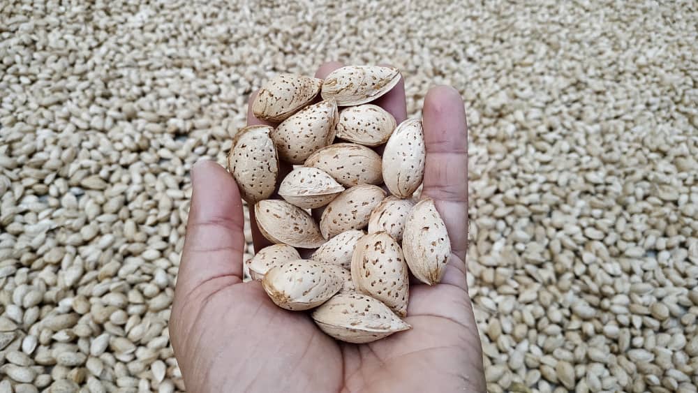 مرکز فروش عمده بادام محب پوست کاغذی