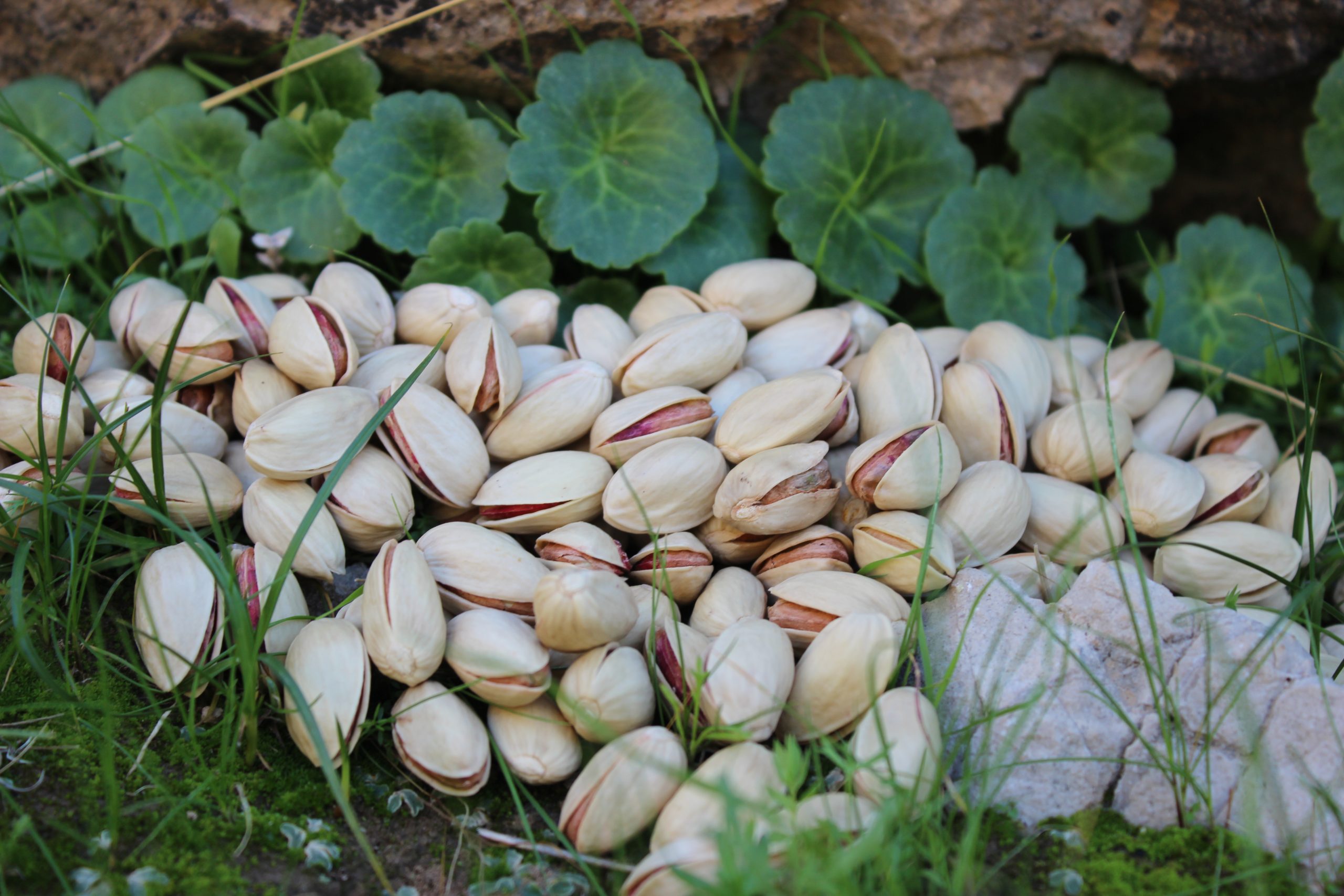 صادرات پسته احمدآقایی خندان