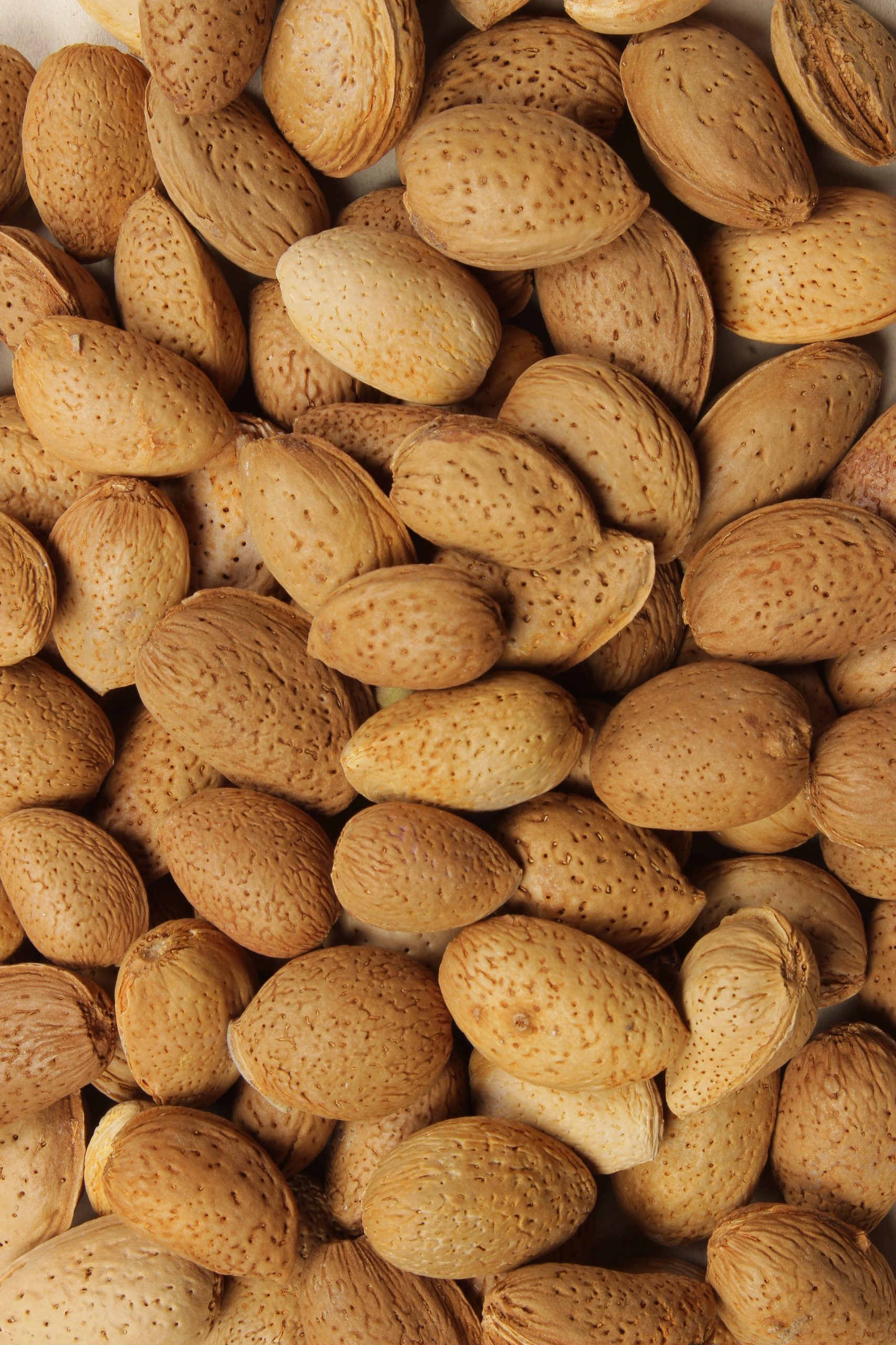 فروش بادام سنگی درجه یک شهرکرد