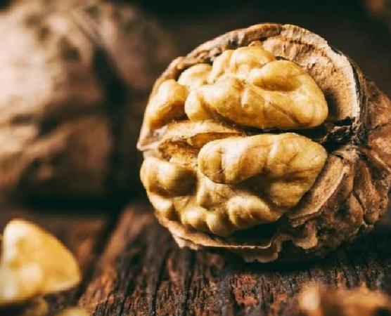 فروش عمده گردو پوست کاغذی تازه