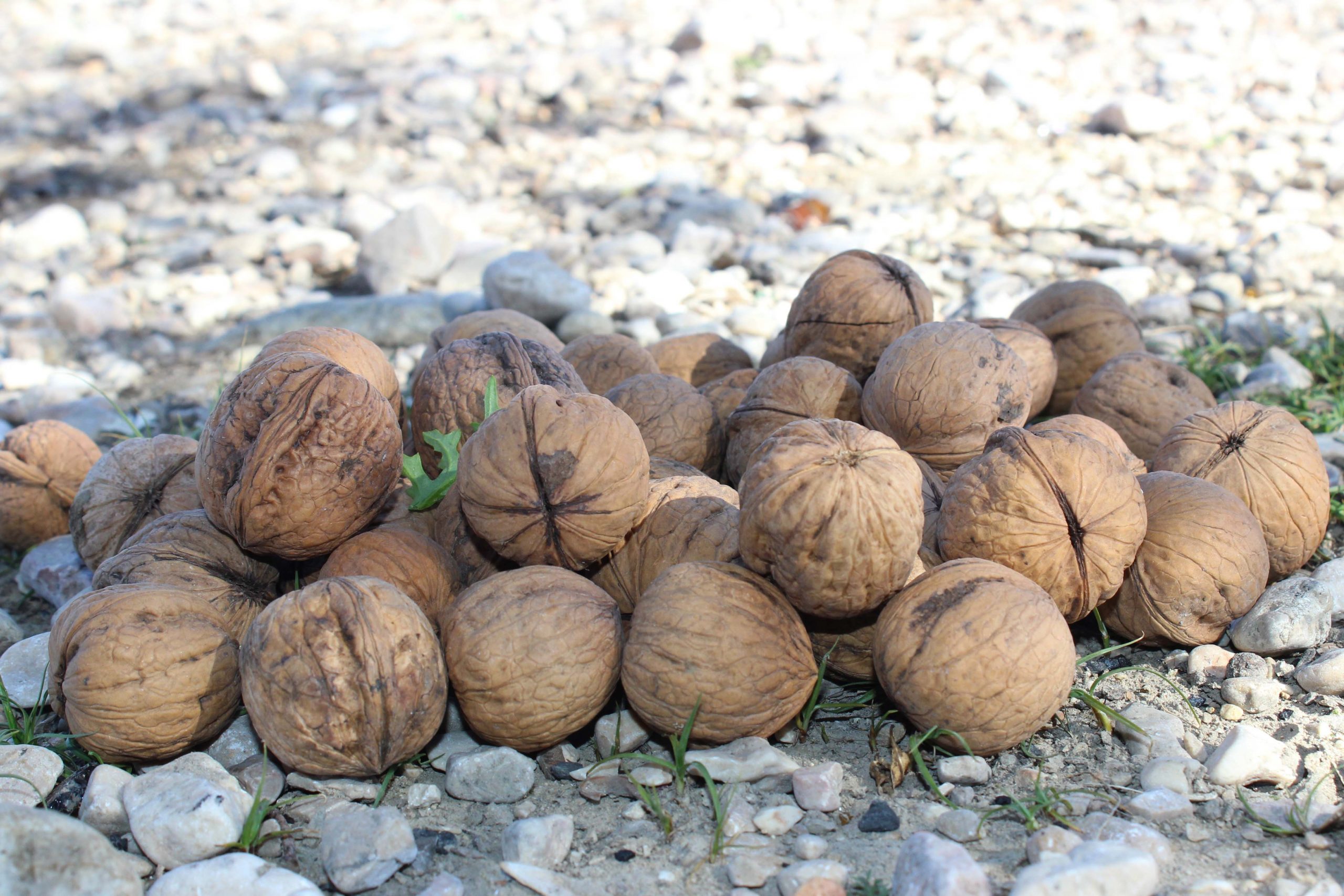 صادرات انواع گردو مرغوب به عراق