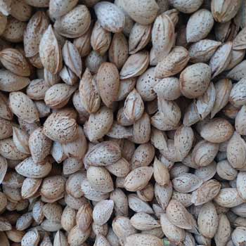 مرکز تولید و پخش بادام محب