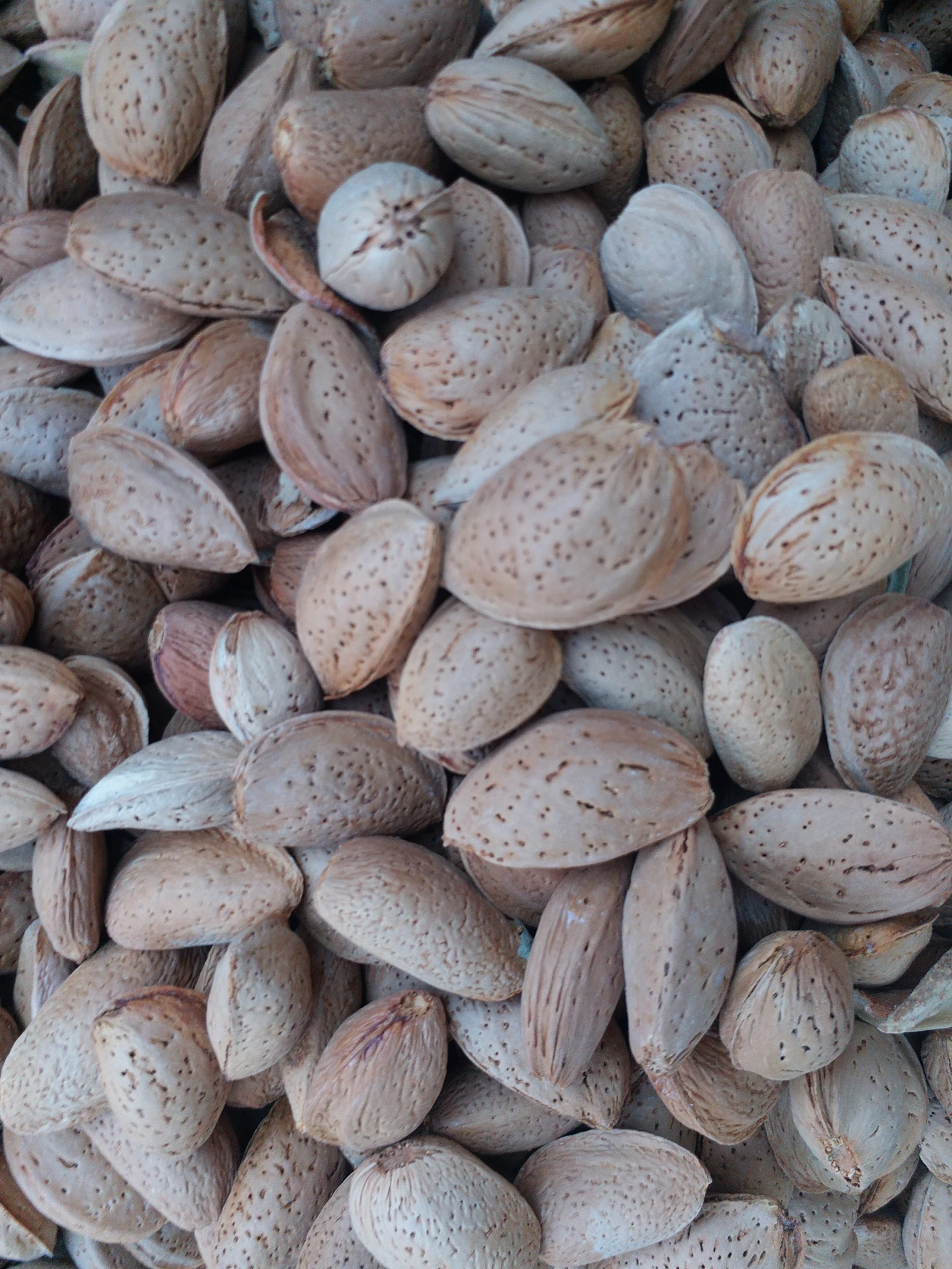 فروش عمده بادام ربیع