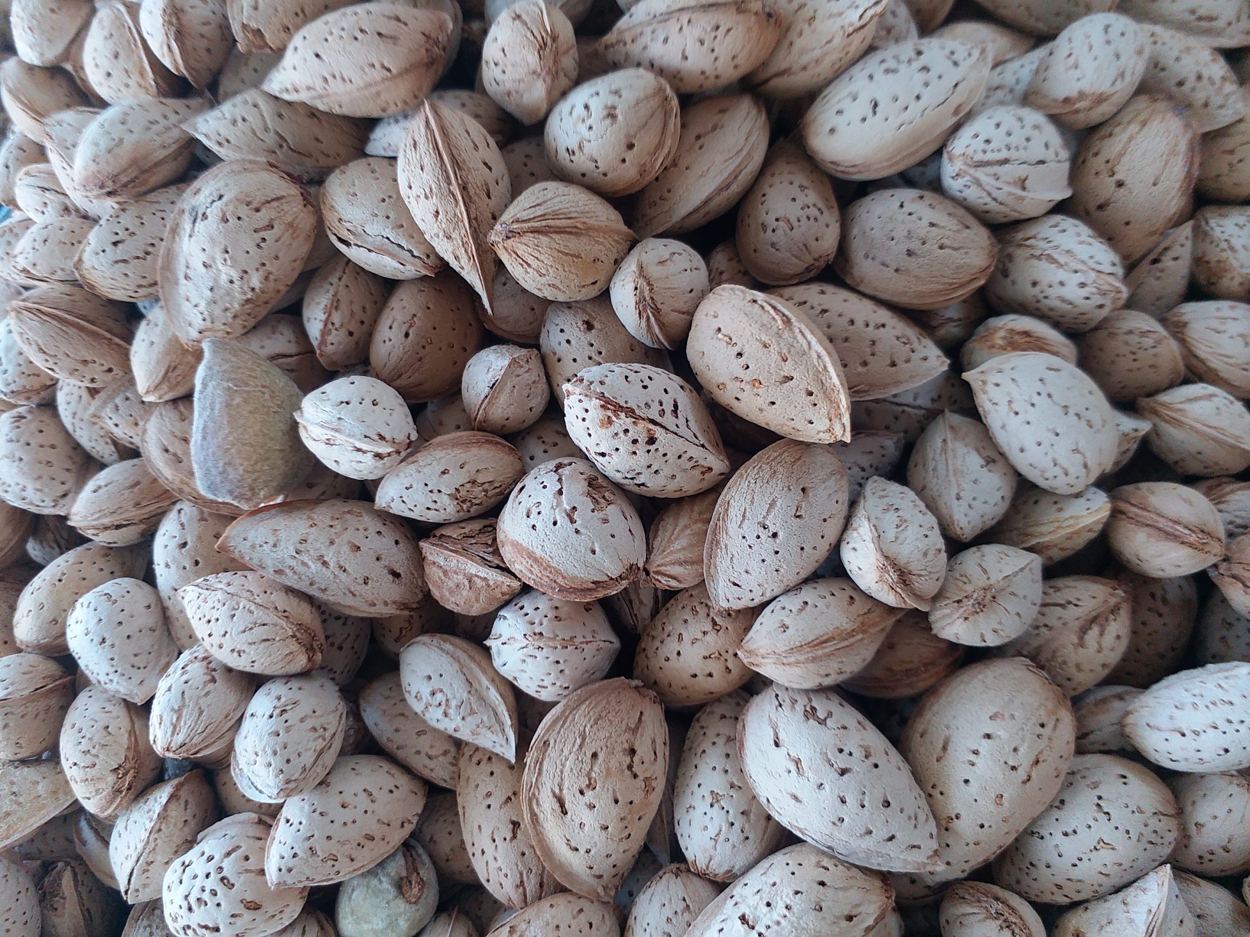 فروش عمده بادام پوست کاغذی صادراتی