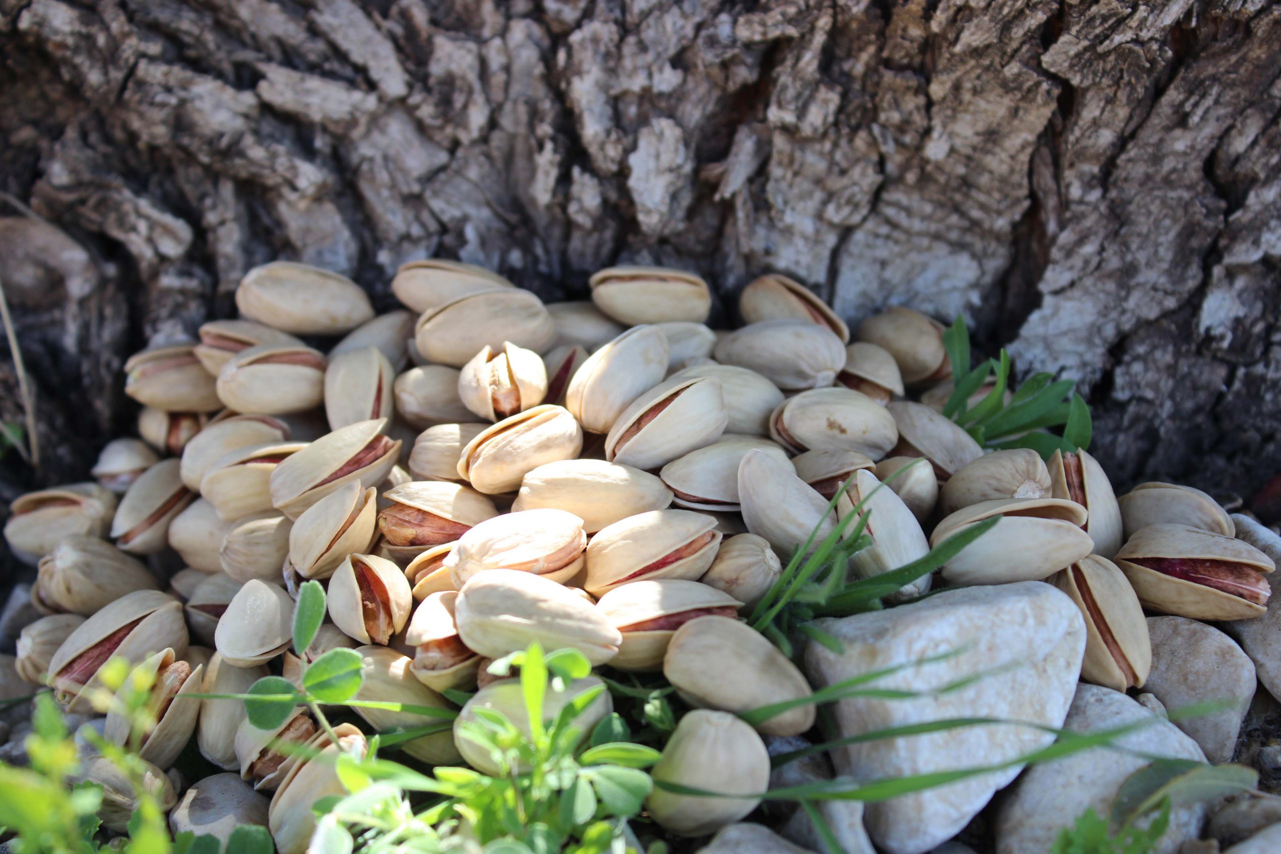 قیمت روز پسته اکبری صادراتی