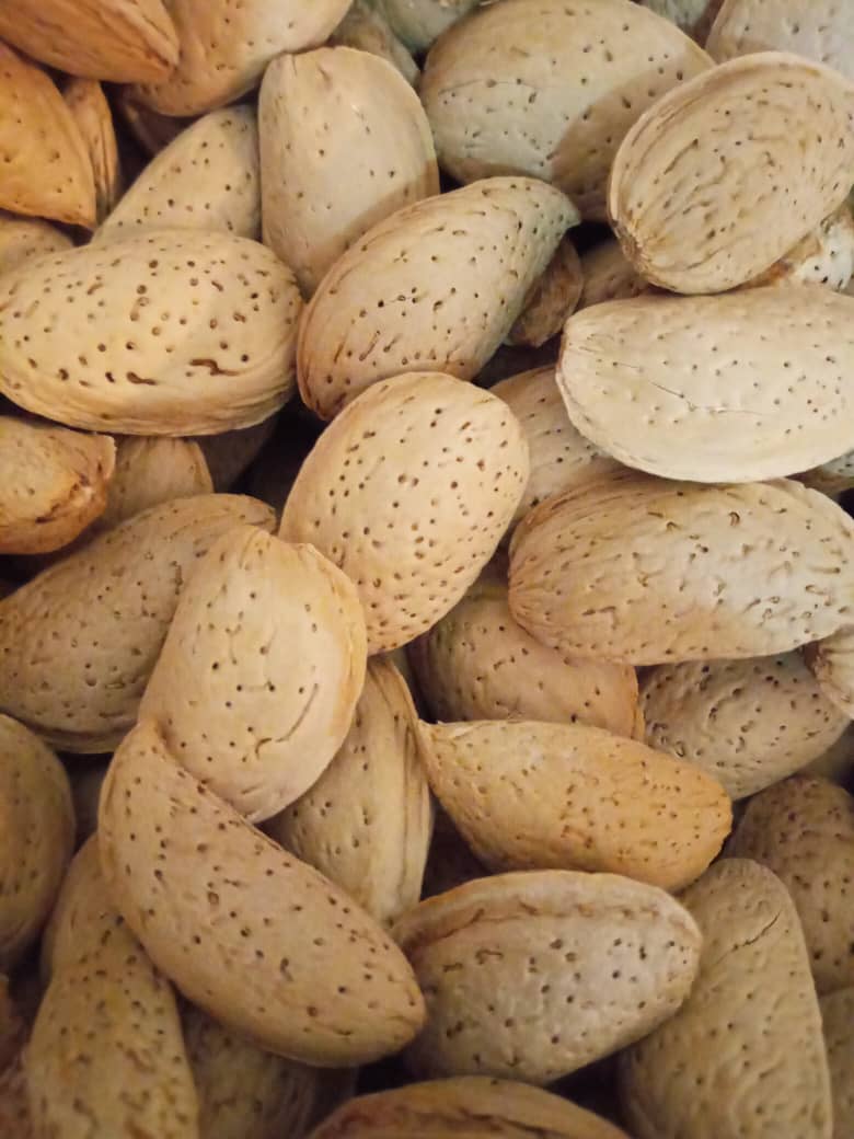 فروش عمده بادام درختی درجه یک