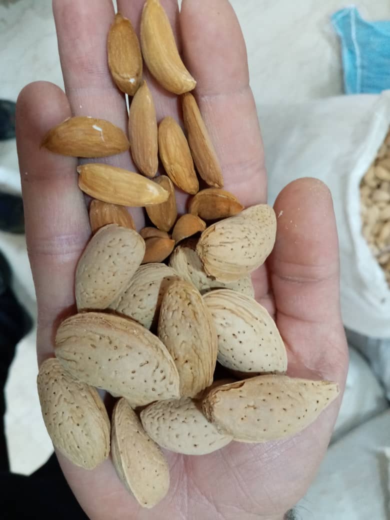 صادرات بادام مامایی شهرکرد به هند