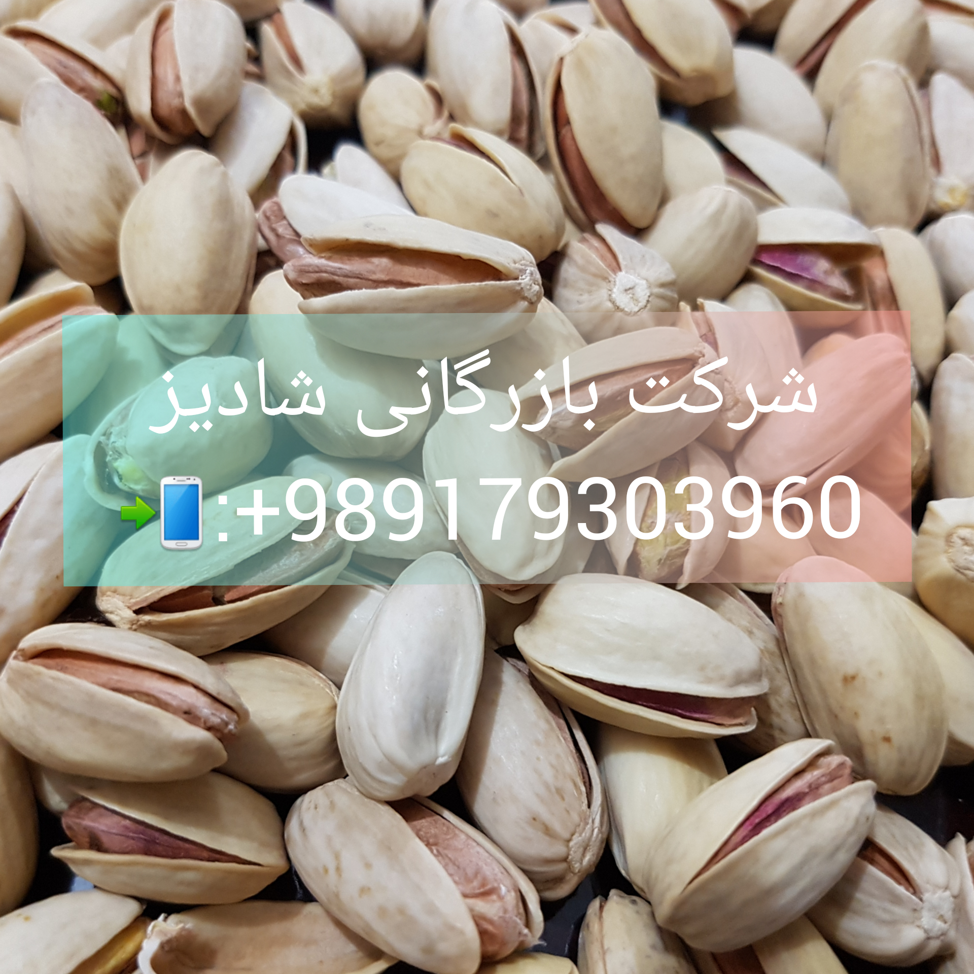 فروش عمده پسته اکبری رفسنجان
